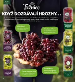 Náhled letáku Albertova Tržnice Bílé hrozny bezsemenné, Albertova Tržnice Bílé hrozny bezsemenné 500 g od 01.09.2026 | Strana: 44 | Produkty: Bílé hrozny, Hrozny bezsemenné, Hrozny
