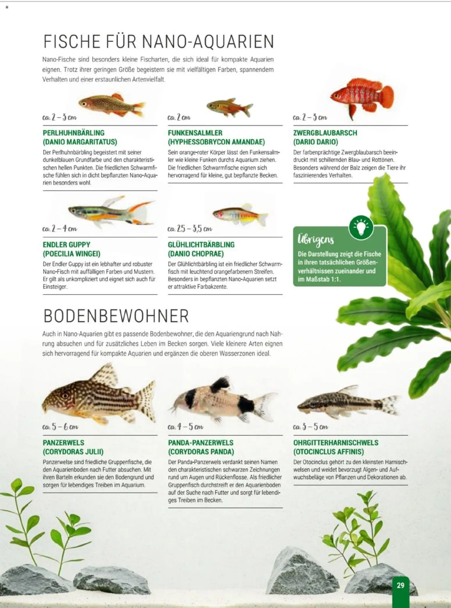 zookauf Themenkatalog Aqua – gültig ab 01.10.2026 | Seite: 29 | Produkte: Fisch