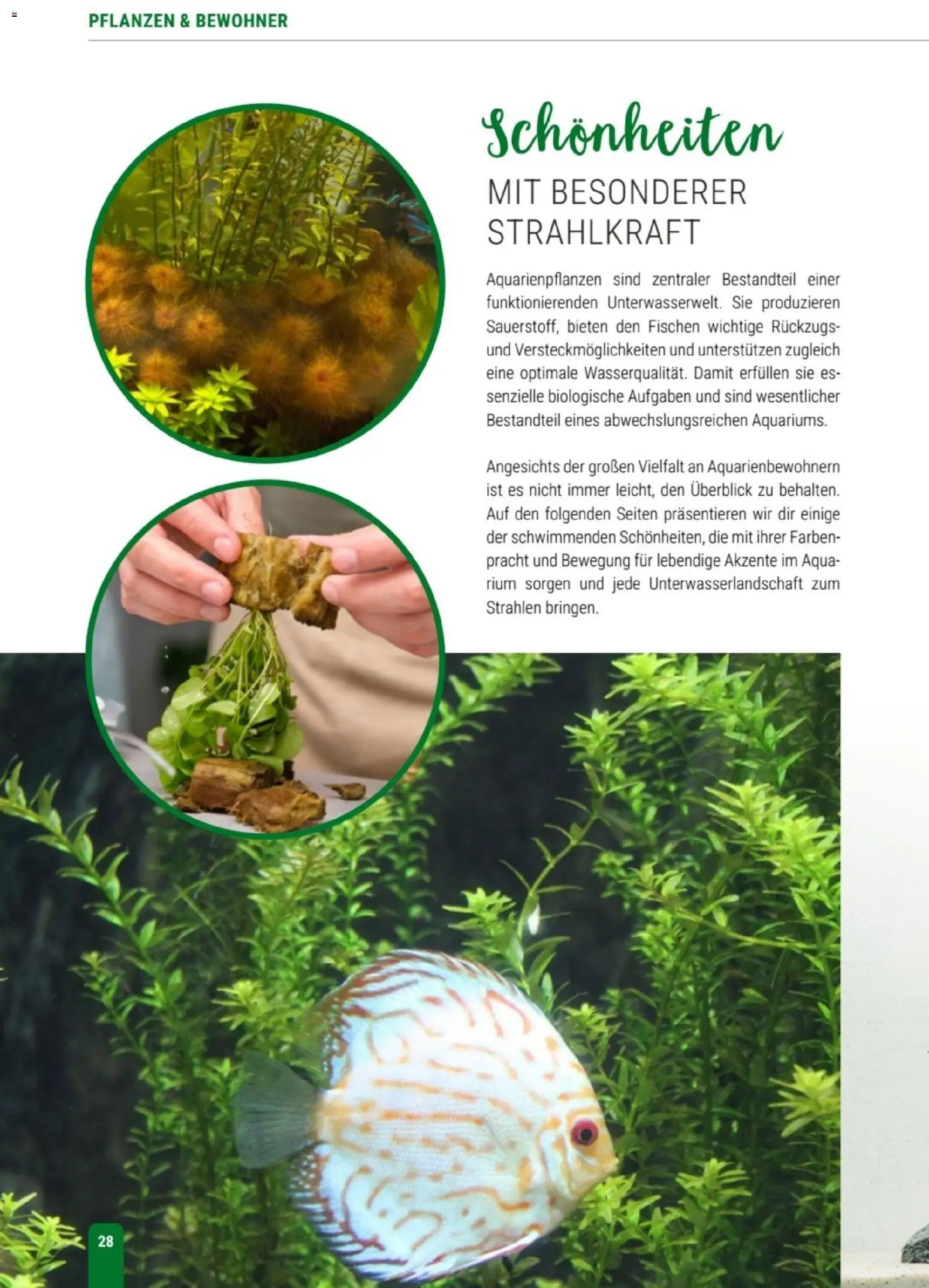 zookauf Themenkatalog Aqua – gültig ab 01.10.2026 | Seite: 28