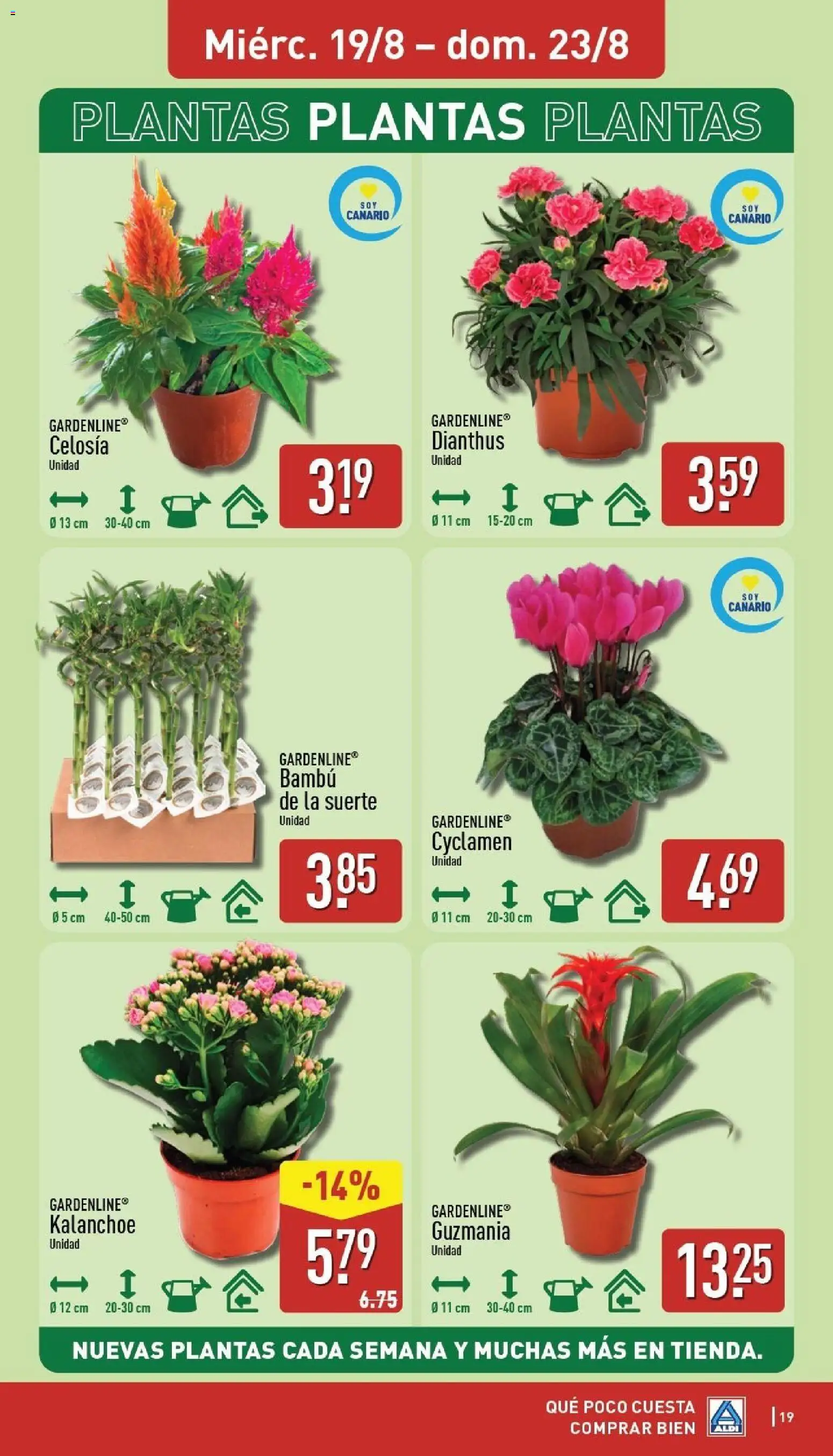 Aldi folleto Canarias │ válido desde el 17/08/2026 | Página: 19