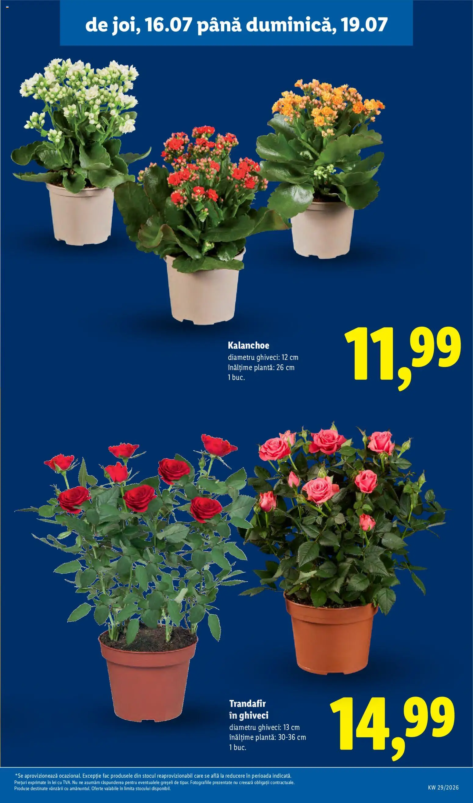 Noul catalog Lidl – valabil de la 13.07.2026 | Pagină: 61 | Produse: Trandafir, Ghiveci