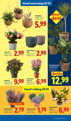 Kamerplantenmix, in rieten mand, Potmaat: Ø 21 cm, Hoogte: 80 cm - Voorbeeld van een folder van Lidl, geldig van 05-10-2026 | Pagina: 13 | Producten: Pot, Schaal, Mand
