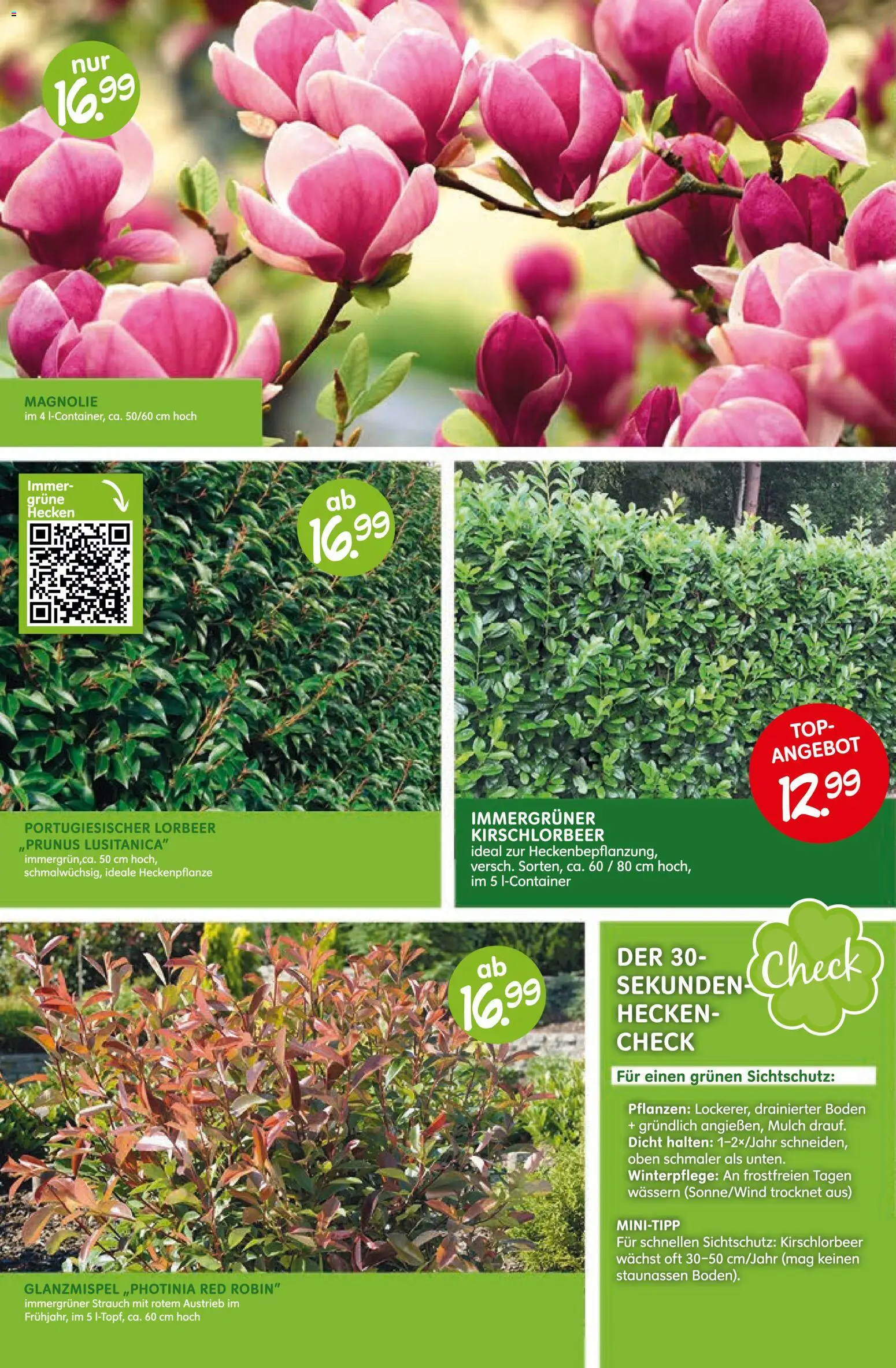 Blumen Risse Prospekt (ab 12.03.2026) zum Blttern