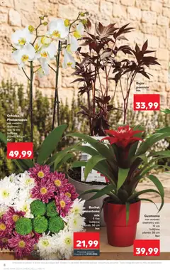 Ofertele Kaufland valabile de la 29.04.2026 | Pagină: 8 | Produse: Orhidee