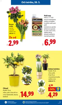 Lidl katalog akcije – veljaven od 20.04.2026 | Stran: 27 | Izdelki: Lončnice, Cvetje
