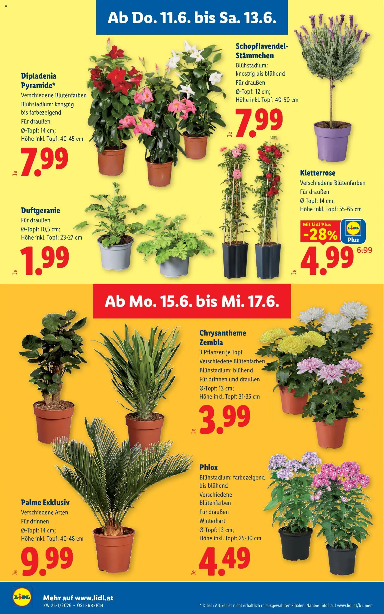 Lidl Flugblatt - Eisenstadt, Ebenfurth, Mattersburg gültig ab 11.06.2026 | Seite: 34