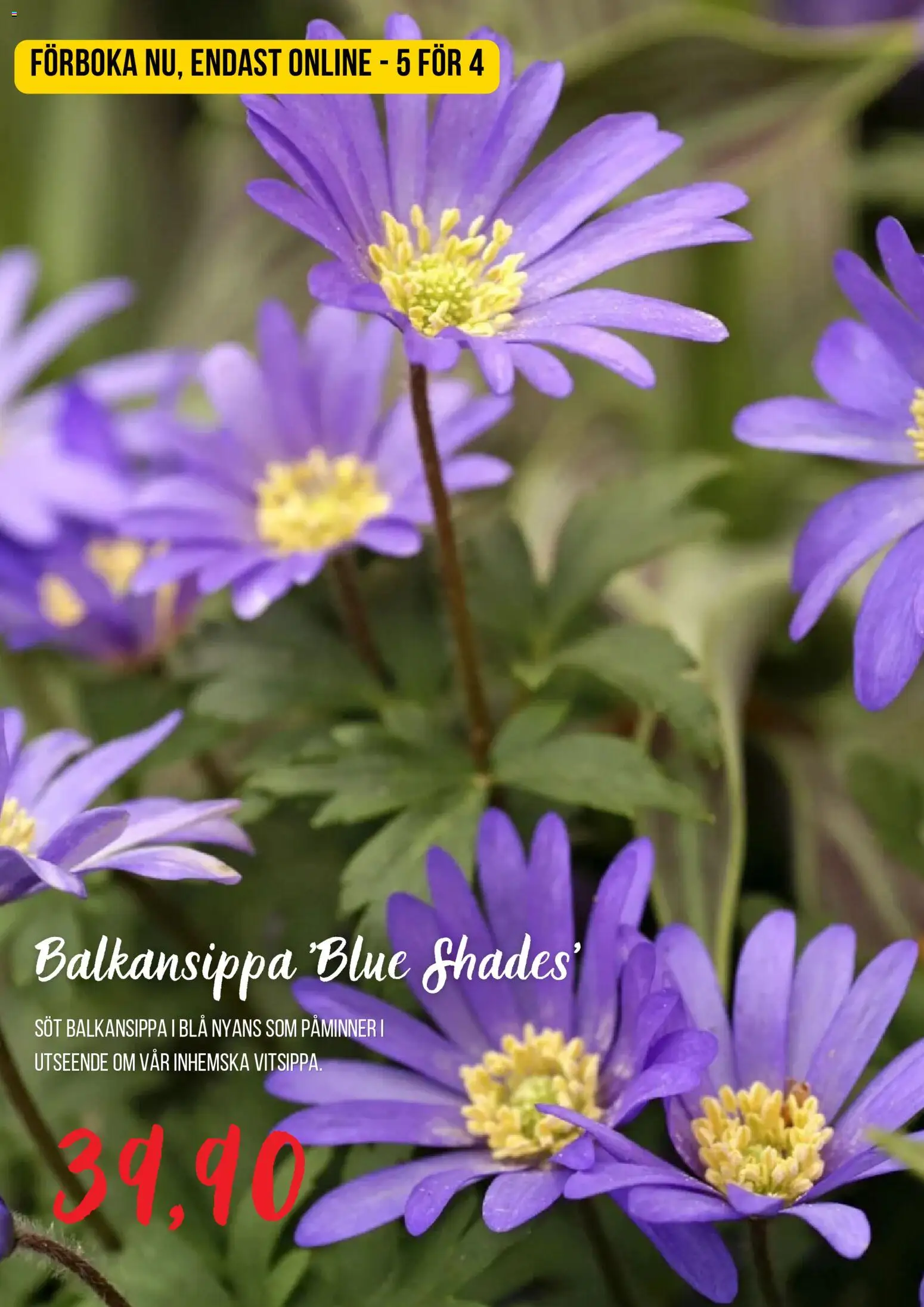 Blomsterlandet reklamblad aktuell från 13/08/2026 | Sida: 7