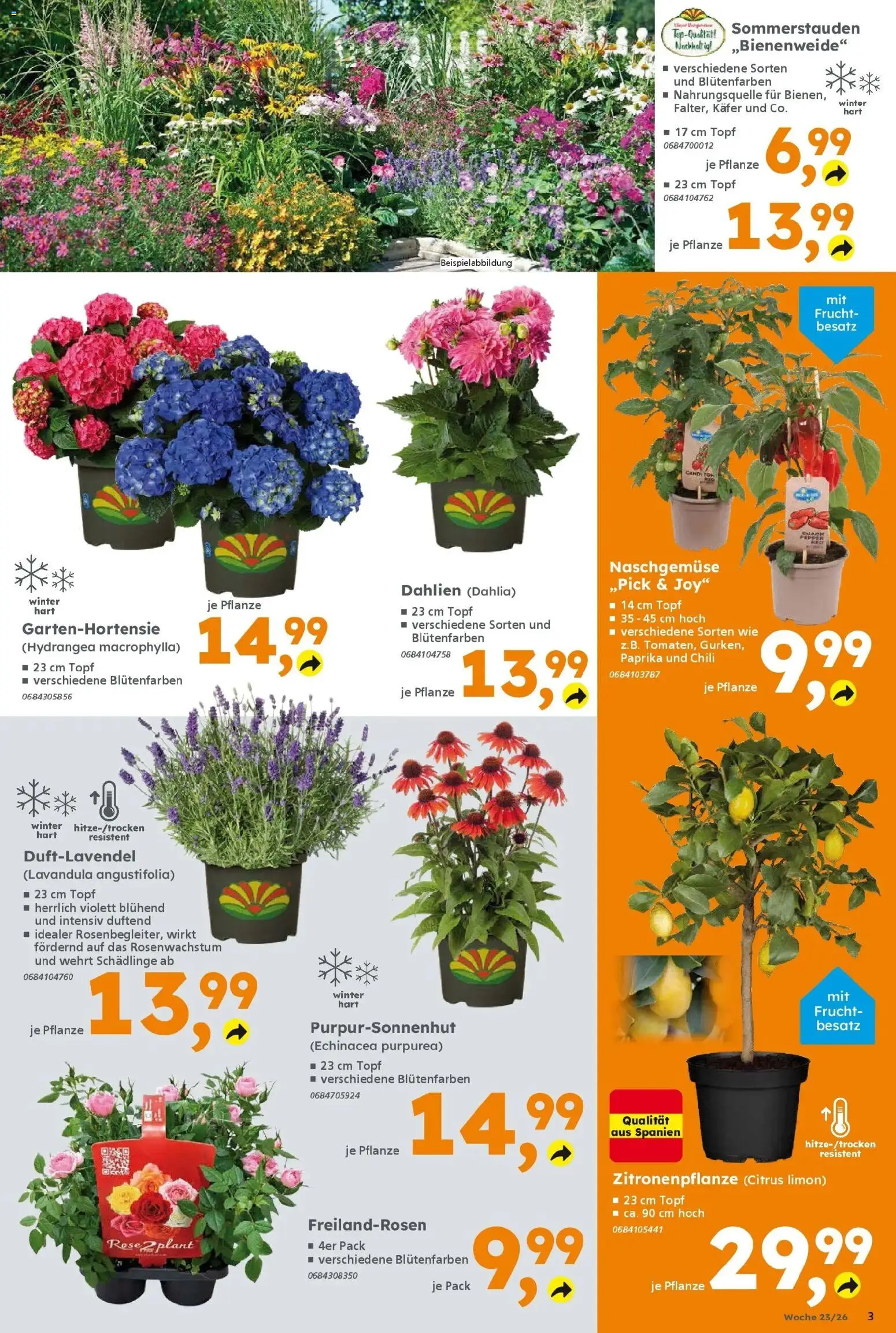 Globus Baumarkt Prospekt Dietzenbach – gültig ab 31.05.2026 | Seite: 3 | Produkte: Paprika, Chili