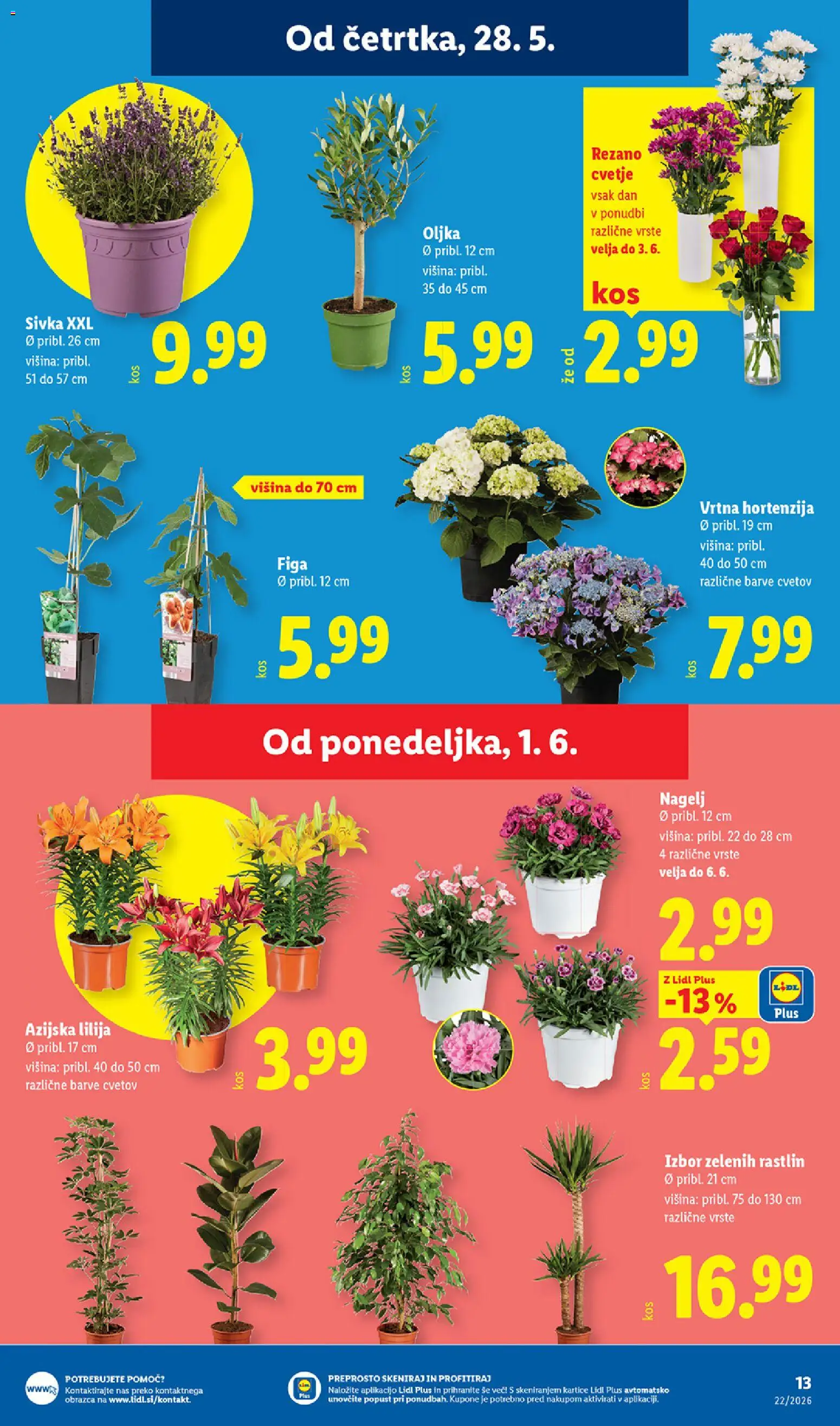 Novi Lidl katalog ponudbe – veljaven od 28.05.2026 | Stran: 25 | Izdelki: Cvetje
