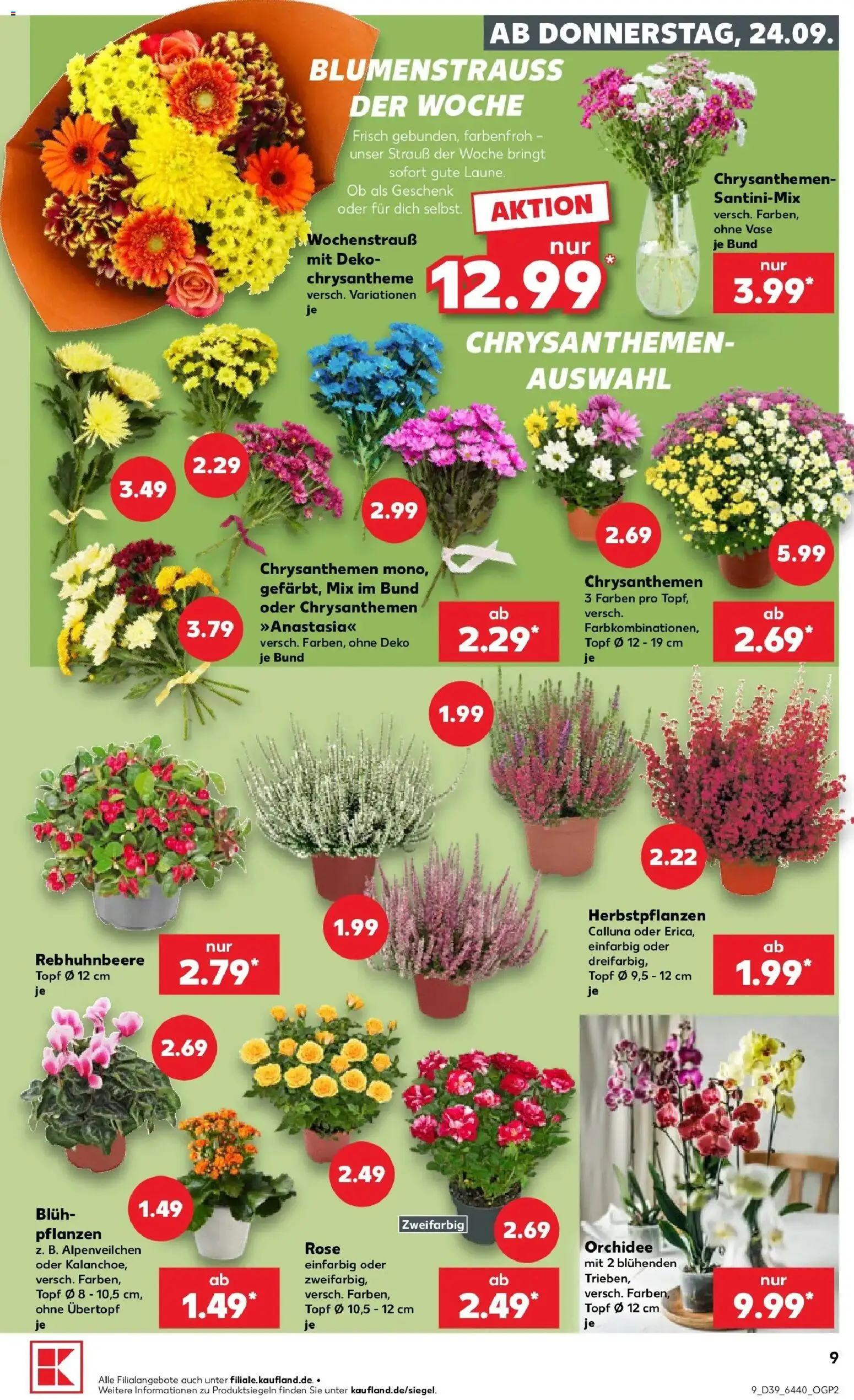 Prospekt Kaufland ab 24.09.2026 » Angebote Online zum Blättern | Seite: 9 | Produkte: Orchidee, Vase