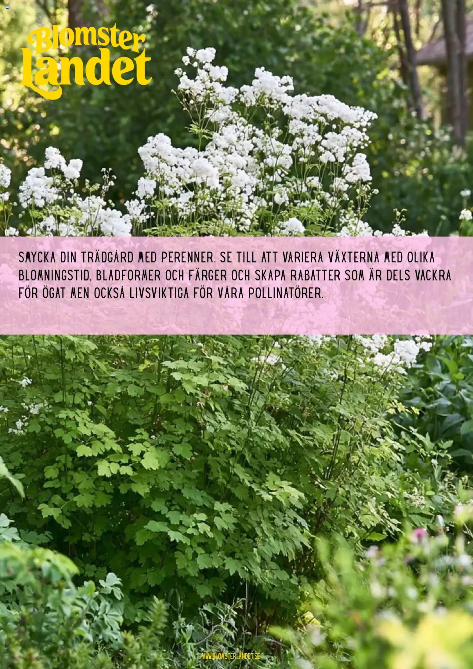 Blomsterlandet reklamblad aktuell från 01/09/2026 | Sida: 1