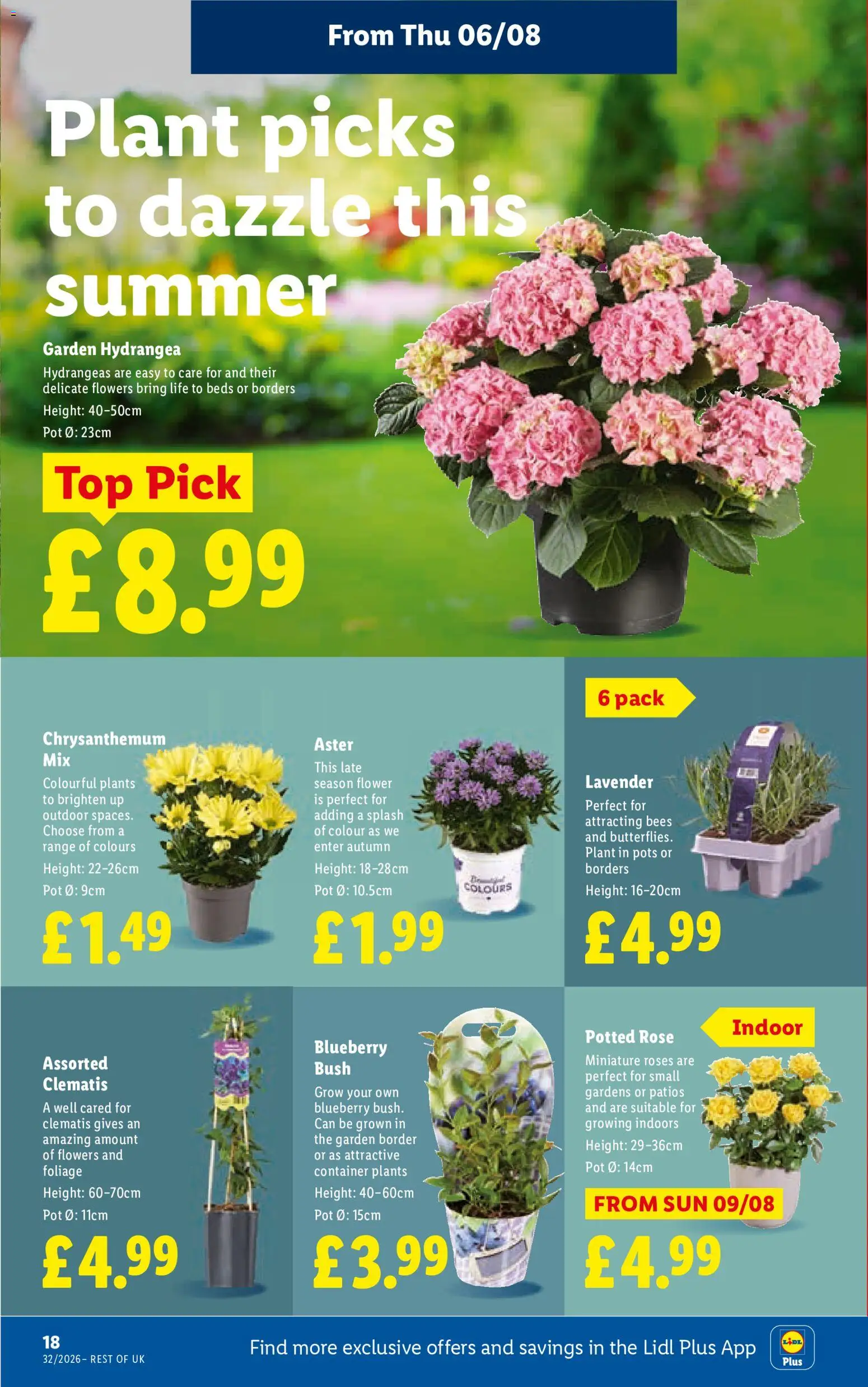{H1} | Page: 22 | Products: Pot, Roses, Clematis, Container