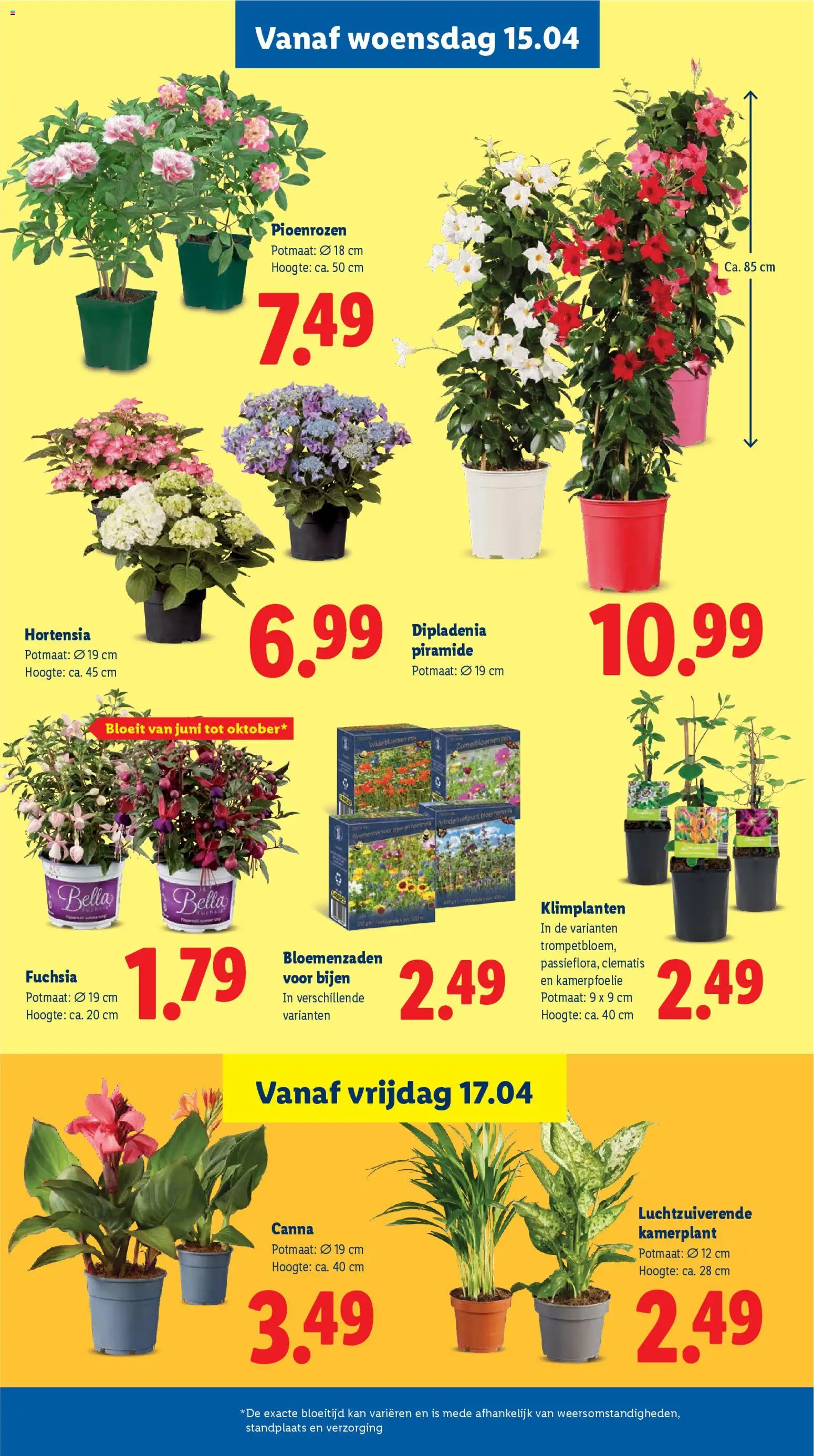 {H1} | Pagina: 24 | Producten: Kan, Bloemen