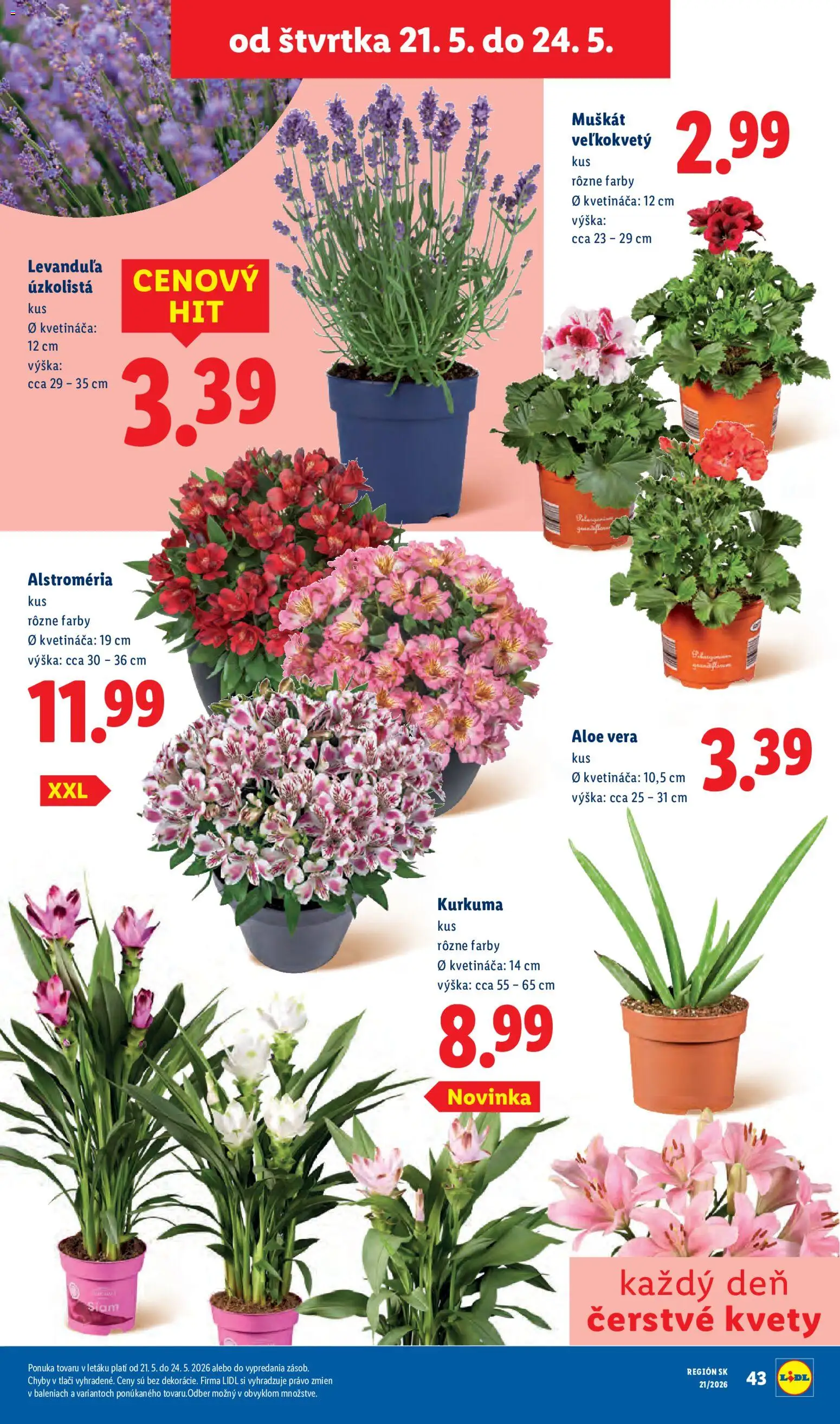Nové Lidl akcie – leták je platný od 18.05.2026 | Strana: 78 | Produkty: Kvety, Kurkuma