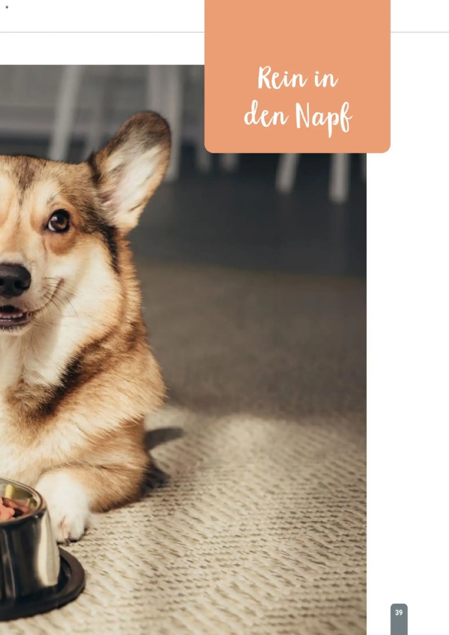 zookauf Themenkatalog Hund – gültig ab 18.05.2026 | Seite: 39