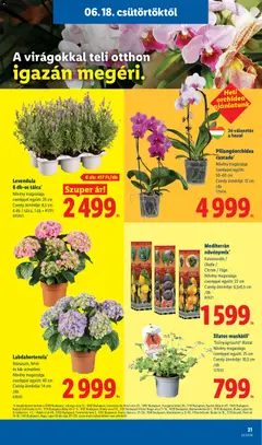 Lidl akciós újság - amely érvényes a következő dátumtól: 18.06.2026 | Oldal: 21 | Termékek: Orchidea, Füge, Citrom, Levendula