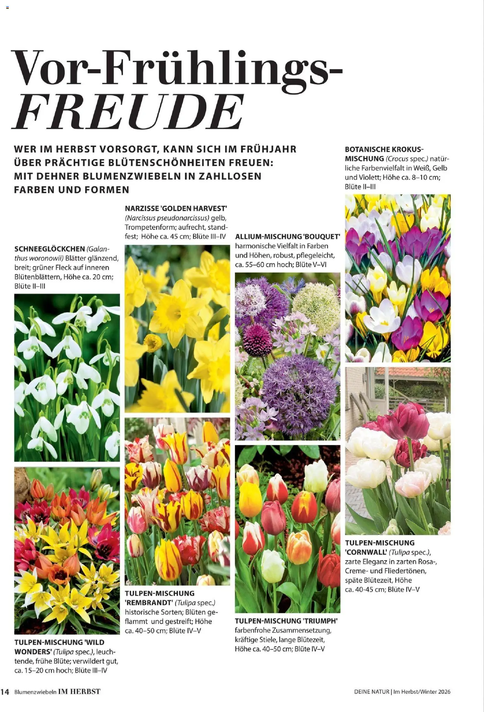 Dehner Magazine HERBST/WINTER 2026 gültig ab 09.10.2026 | Seite: 14 | Produkte: Creme