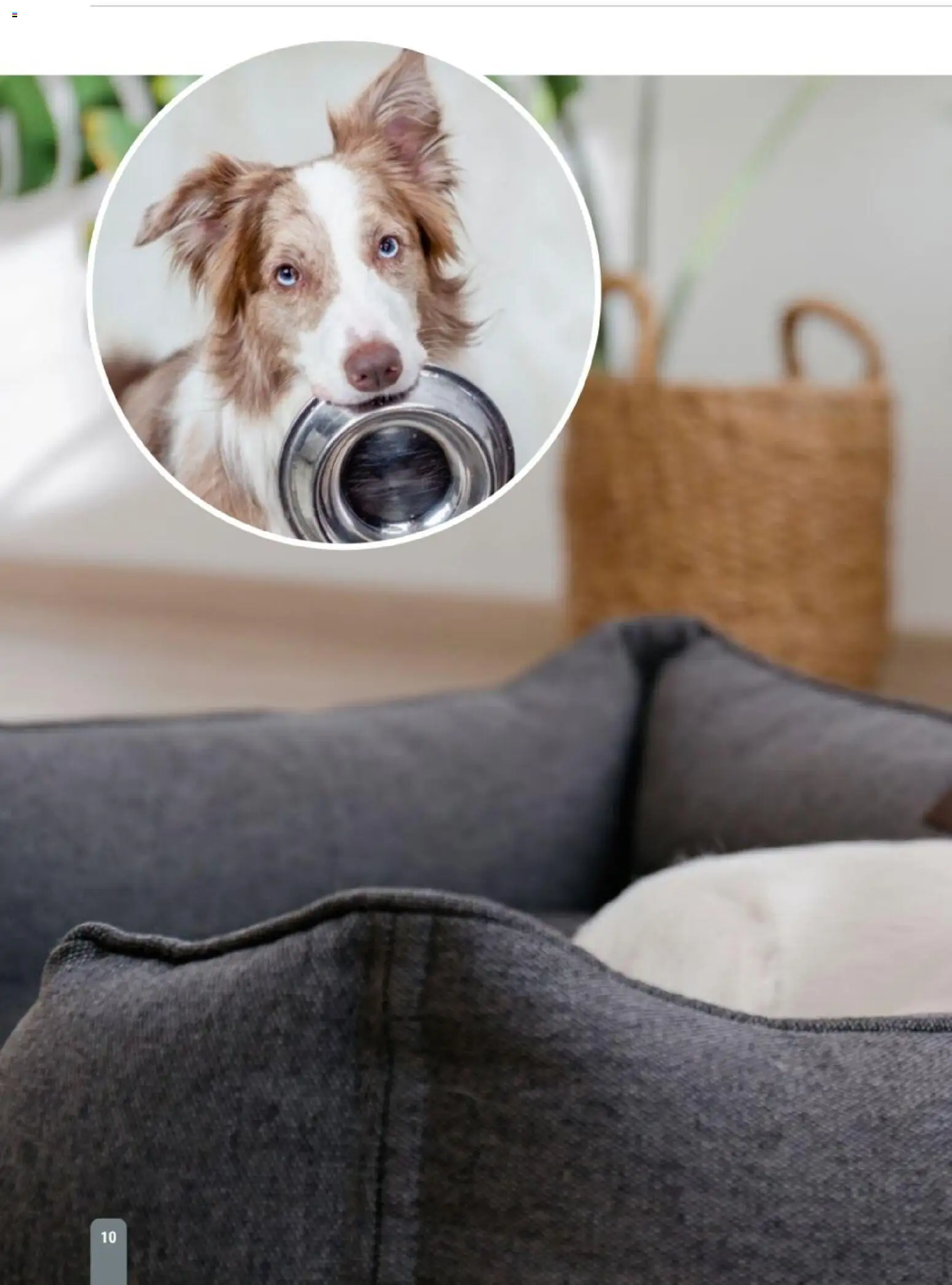 zookauf Themenkatalog Hund – gültig ab 18.05.2026 | Seite: 10
