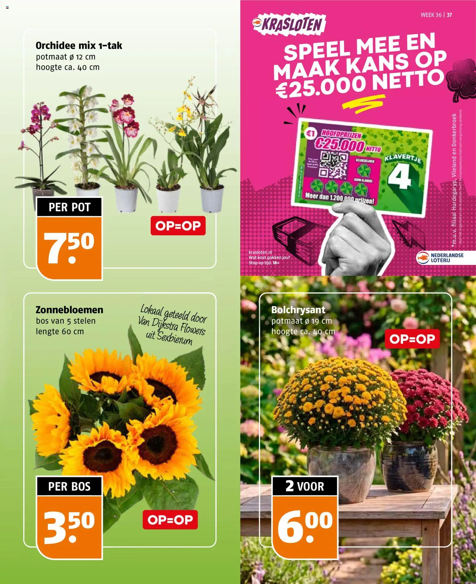 {H1} | Pagina: 37 | Producten: Pot, Orchidee