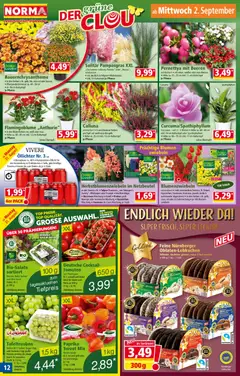 Norma Flugblatt ab 31.08.2026 gültig | Seite: 12 | Produkte: Zwiebeln, Tomaten, Lebkuchen