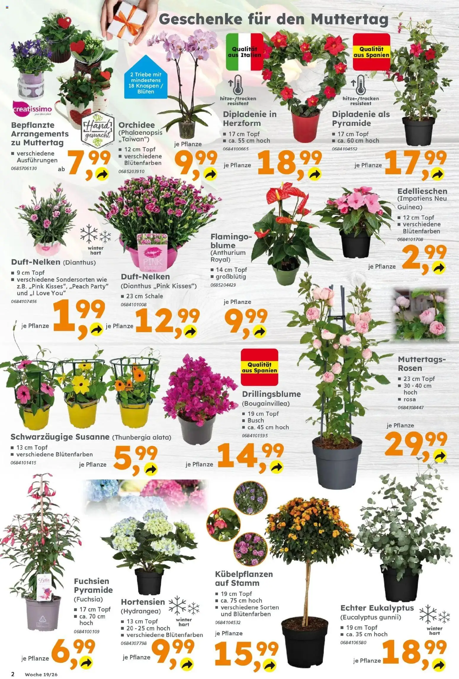 Globus Baumarkt Prospekt Simmern	 – gültig ab 04.05.2026 | Seite: 2 | Produkte: Top, Orchidee