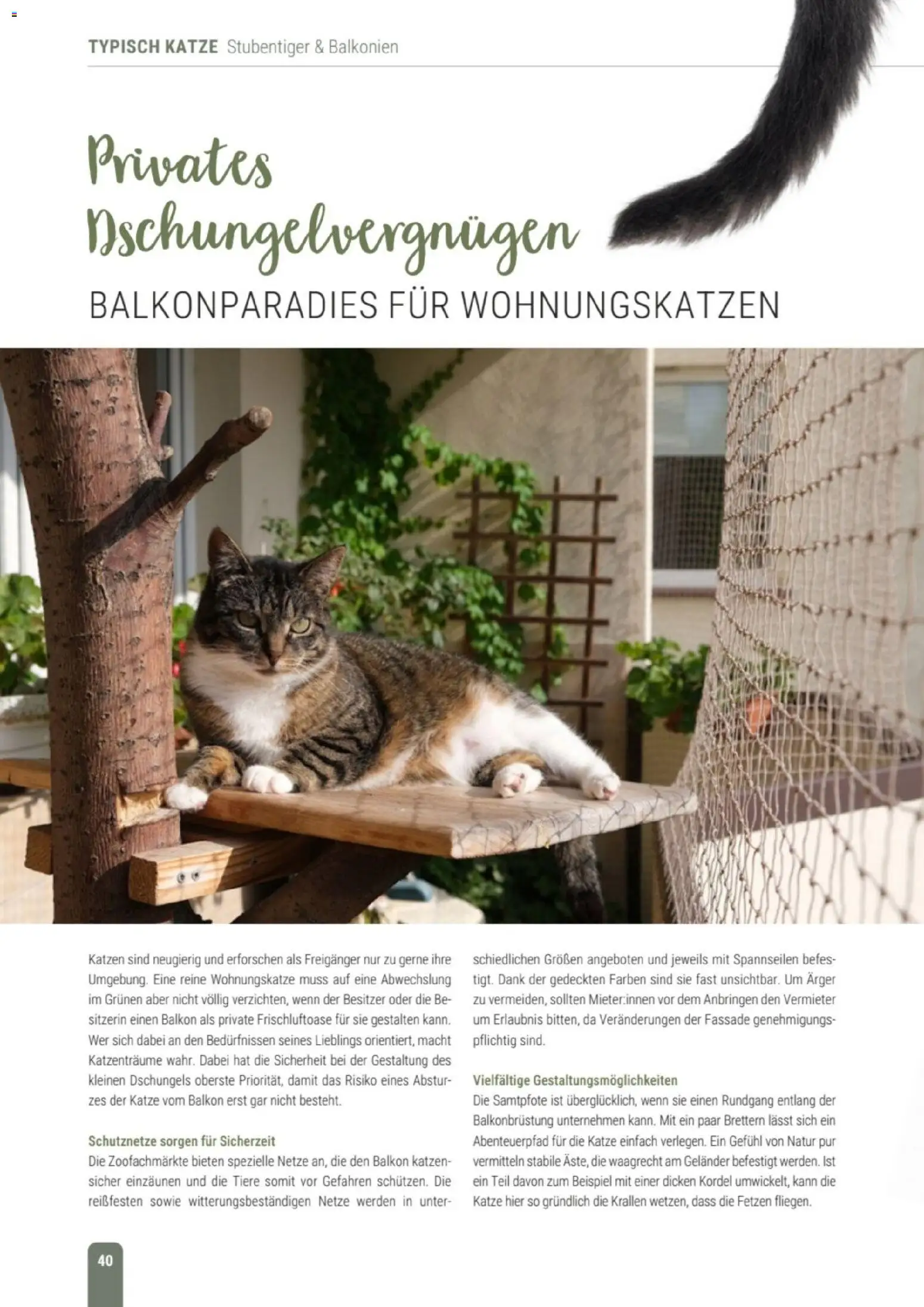 zookauf Themenkatalog Katze – gültig ab 01.10.2026 | Seite: 40