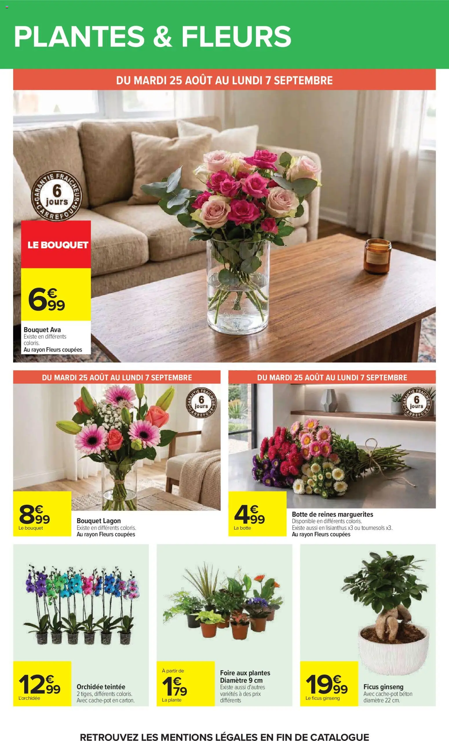{H1} | Page: 66 | Produits: L'orchidée, Plantes, Ficus, Cache-pot