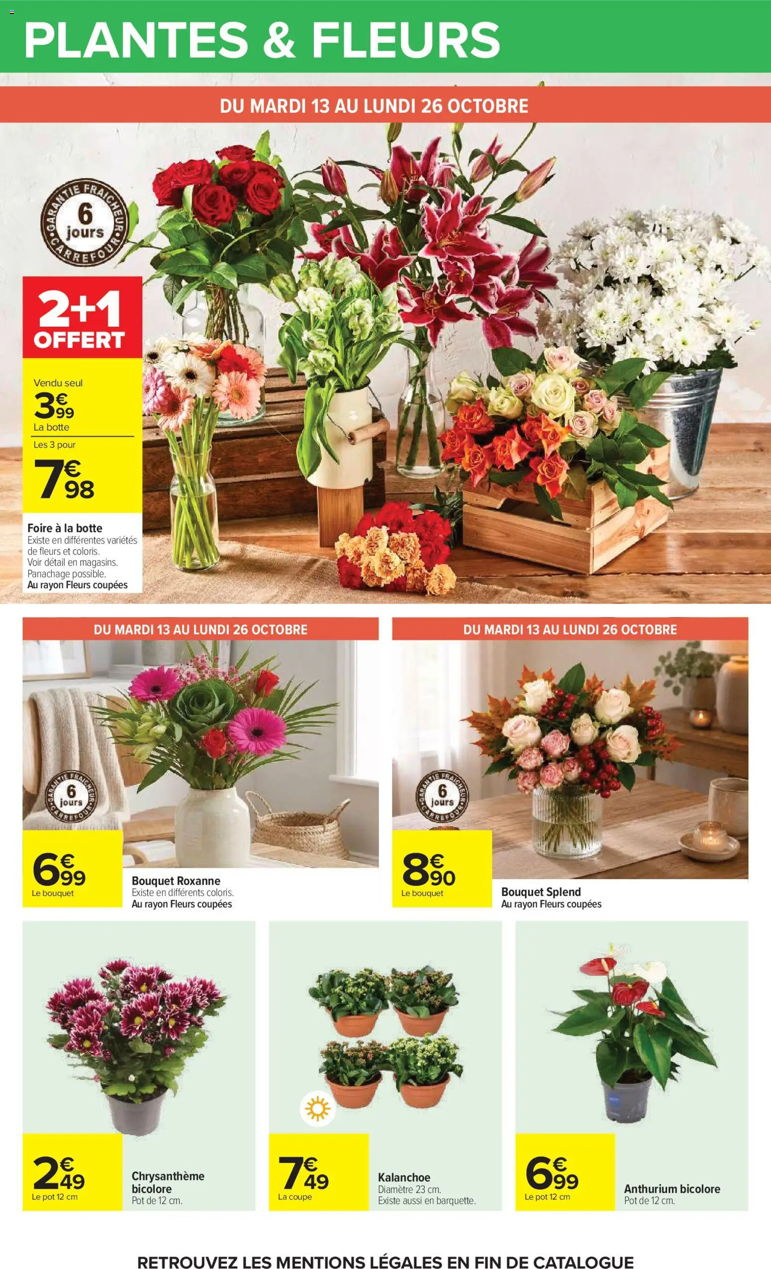 {H1} | Page: 62 | Produits: Plantes, Fleurs, Chrysanthème, Kalanchoe