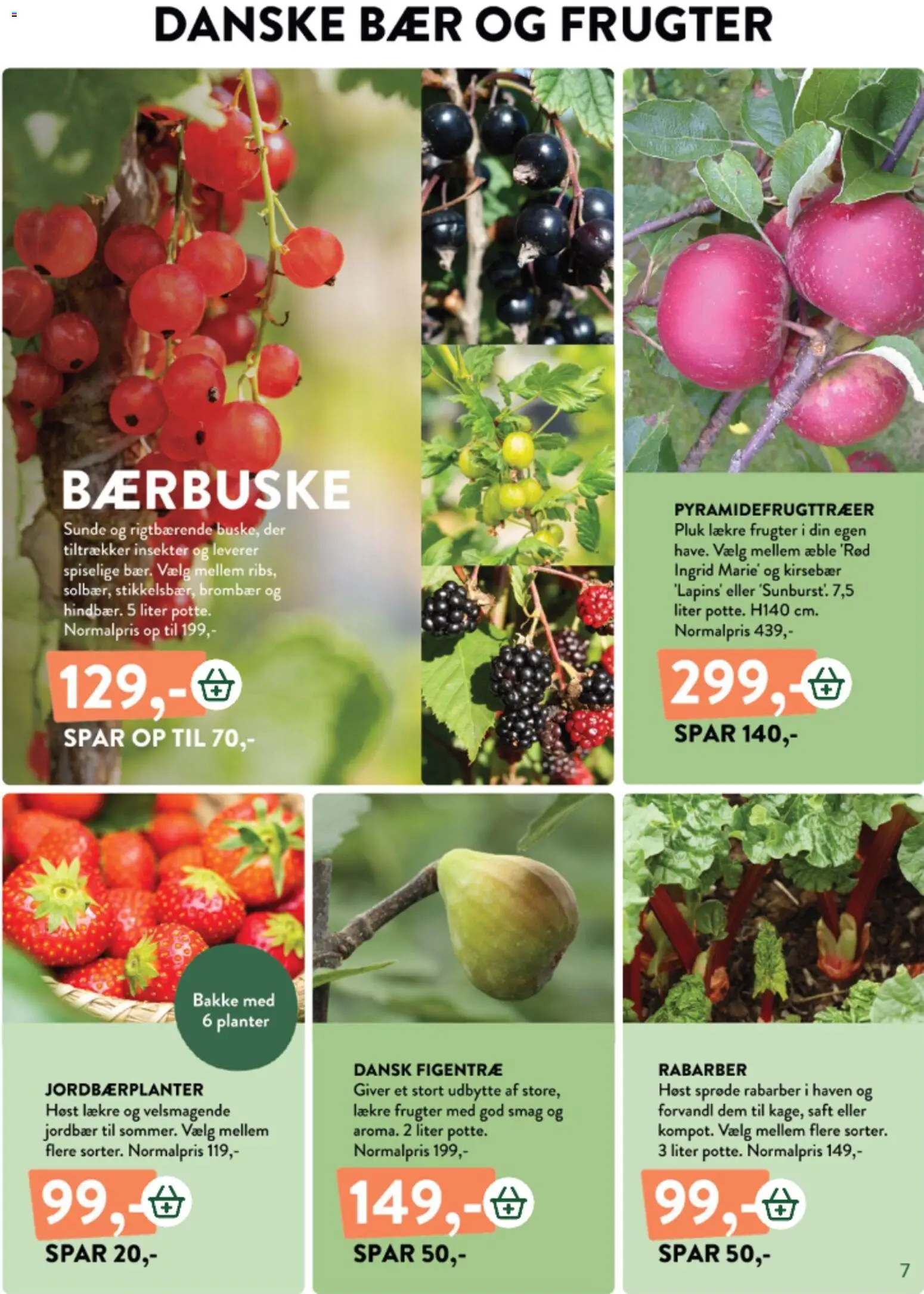 Plantorama tilbudsavis – gyldig fra 22.05.2026 | Side: 7 | Produkter: Rabarber, Jordbær, Kirsebær