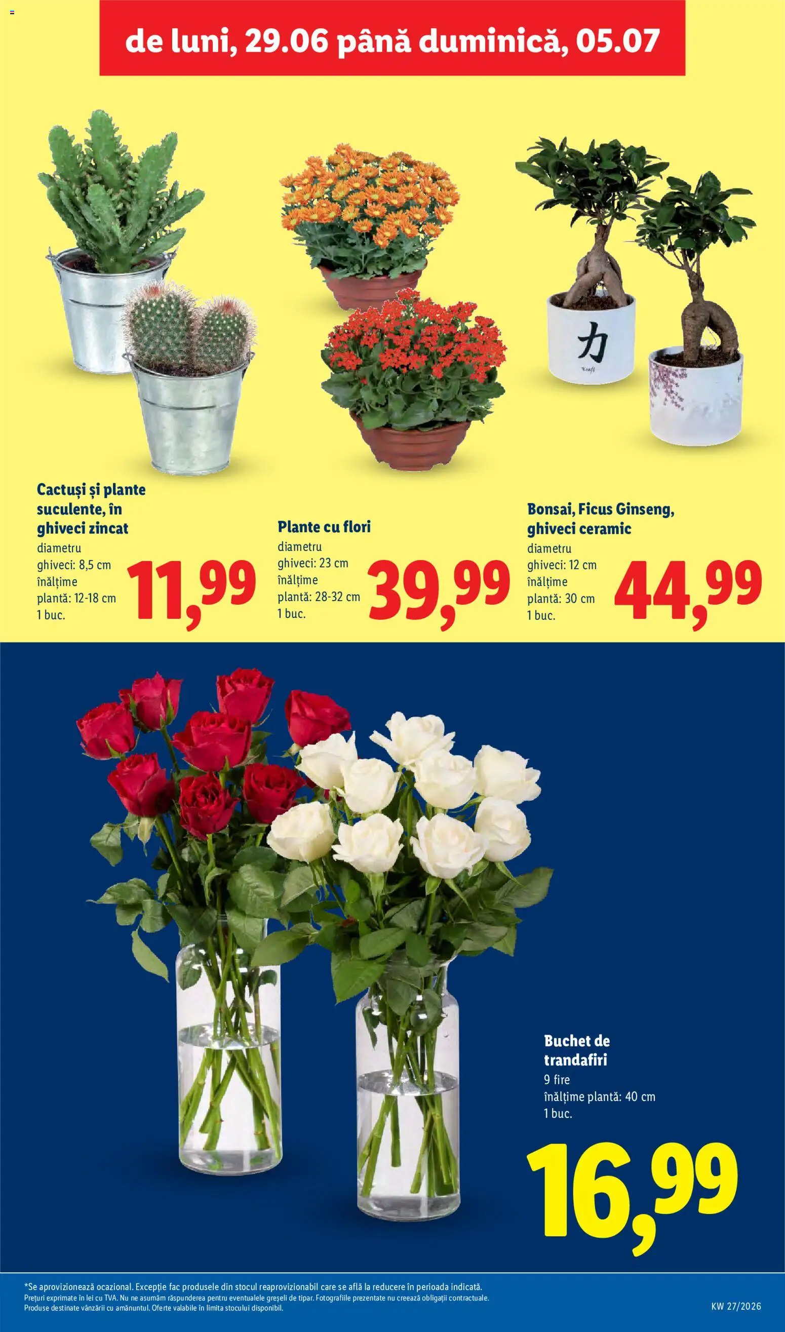 Noul catalog Lidl – valabil de la 29.06.2026 | Pagină: 55 | Produse: Ghiveci