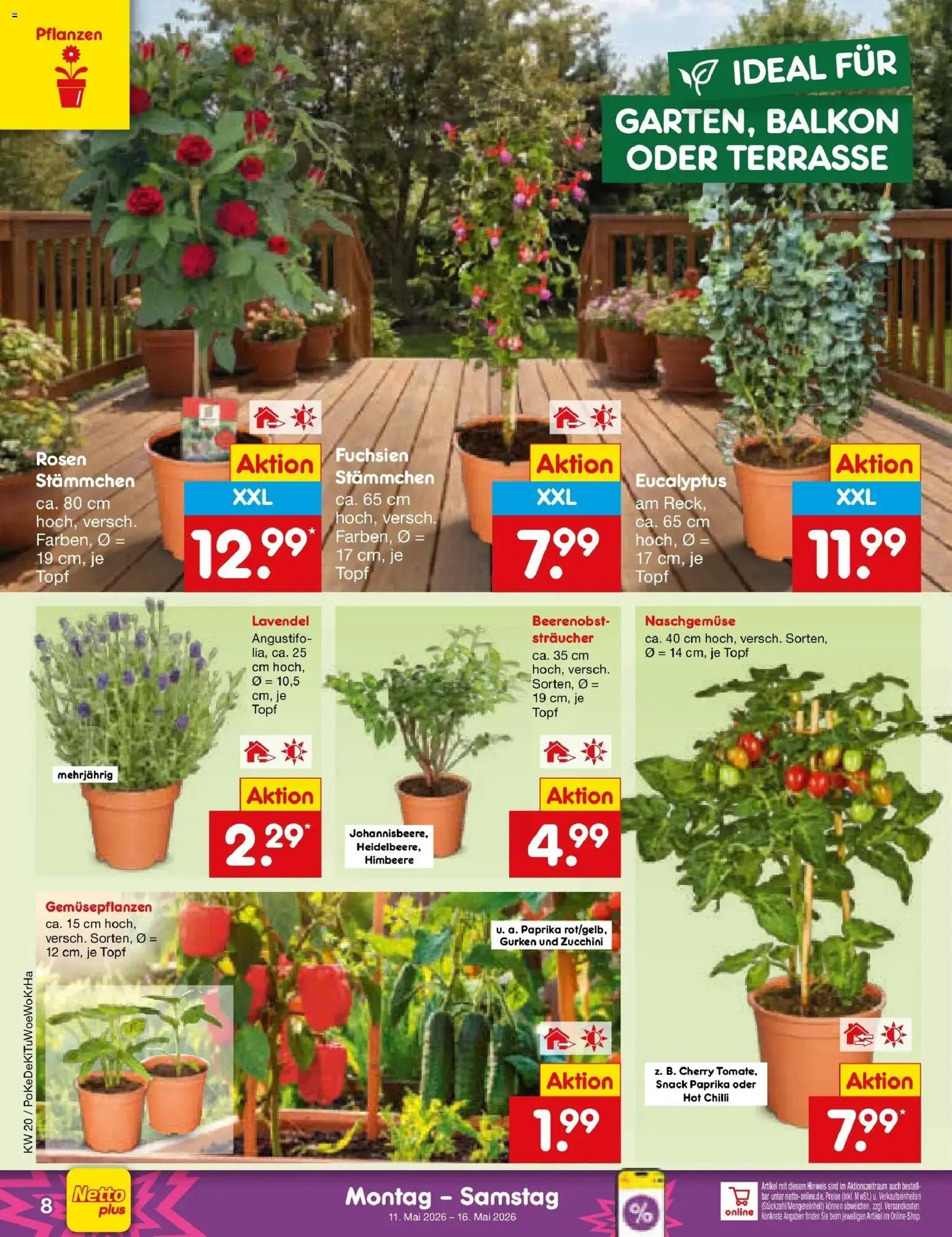 Netto Marken-Discount Prospekt Mannheim	 – gültig ab 10.05.2026 | Seite: 9 | Produkte: Paprika, Zucchini, Lavendel, Gurken