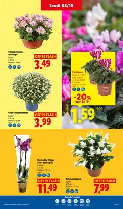 LIDL - Prévisualisation de Orchidée 2 tiges avec cache pot, L'unité Ø 12 cm Hauteur : 55 cm valide à partir de 08/10/2026 | Page: 29 | Produits: Orchidée 2 tiges, Plantes, Cyclamen, Chrysanthème