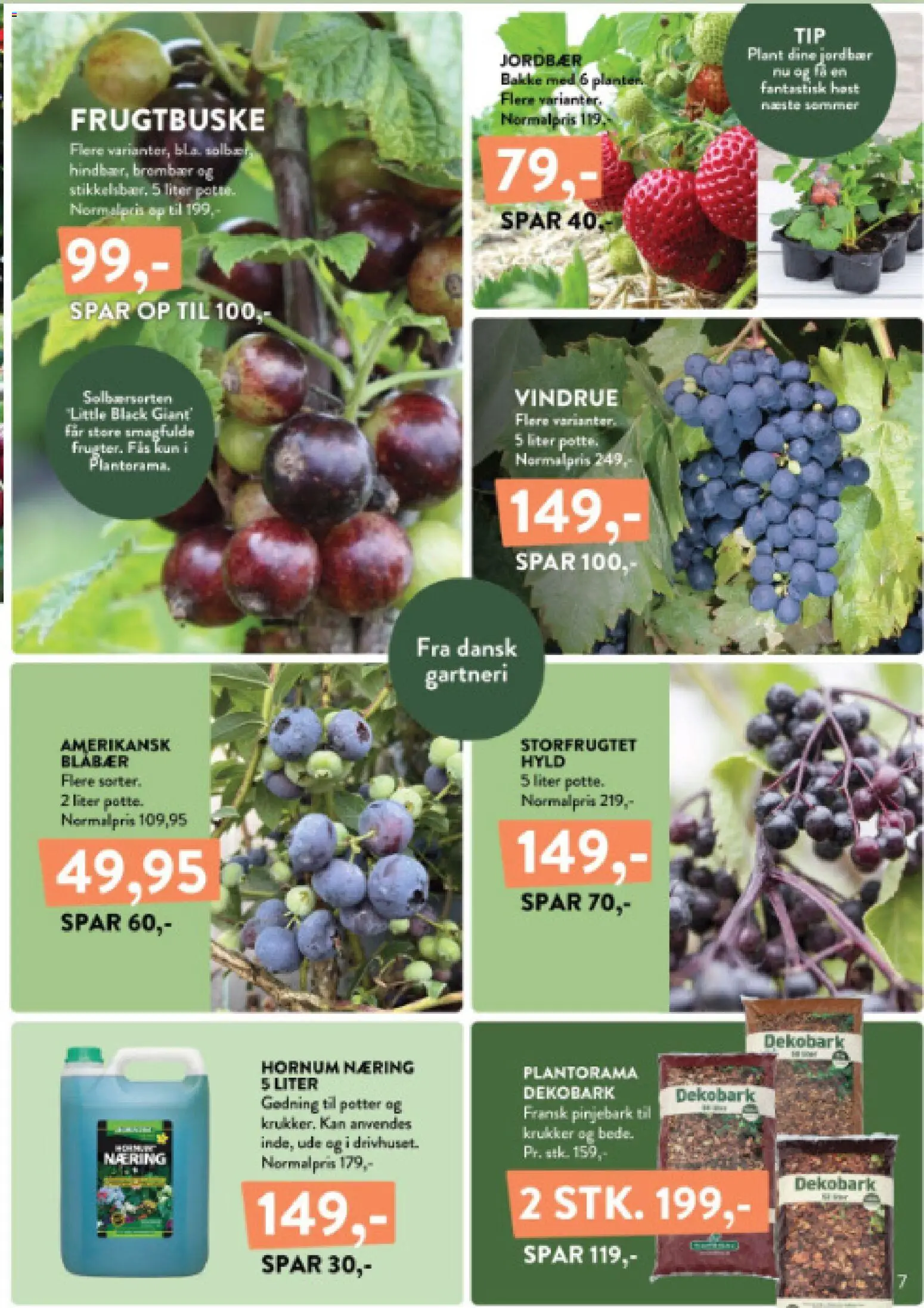 Plantorama tilbudsavis – gyldig fra 04/09/2026 | Side: 7 | Produkter: Blåbær, Jordbær