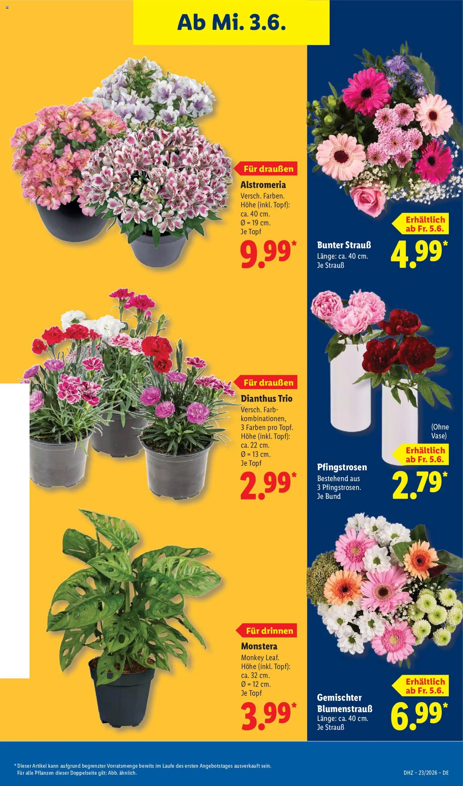 Lidl Německo leták od 01.06.2026 | Strana: 69 | Produkty: Monstera