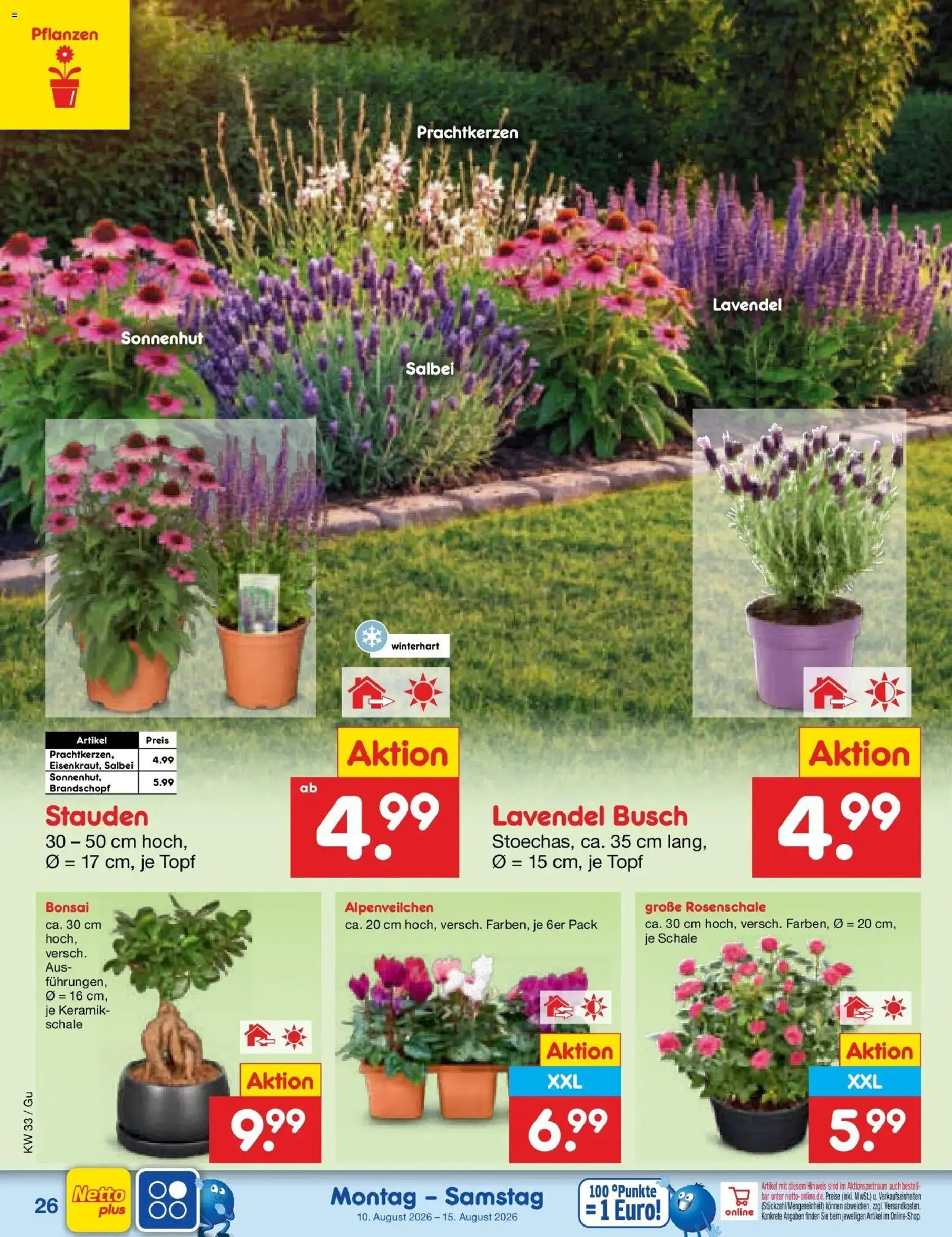 Netto Marken-Discount Prospekt Augustusburg (ab 10.08.2026) » Angebote | Seite: 38 | Produkte: Lavendel