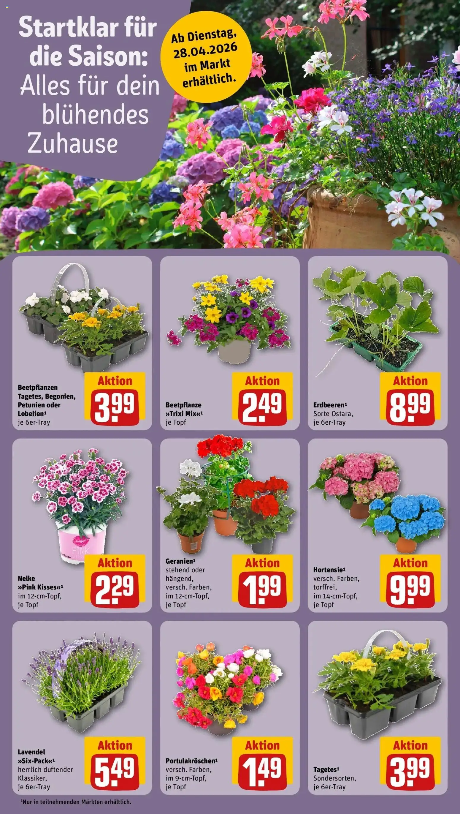 Rewe Prospekt Rostock	 – gültig ab 27.04.2026 | Seite: 8 | Produkte: Lavendel