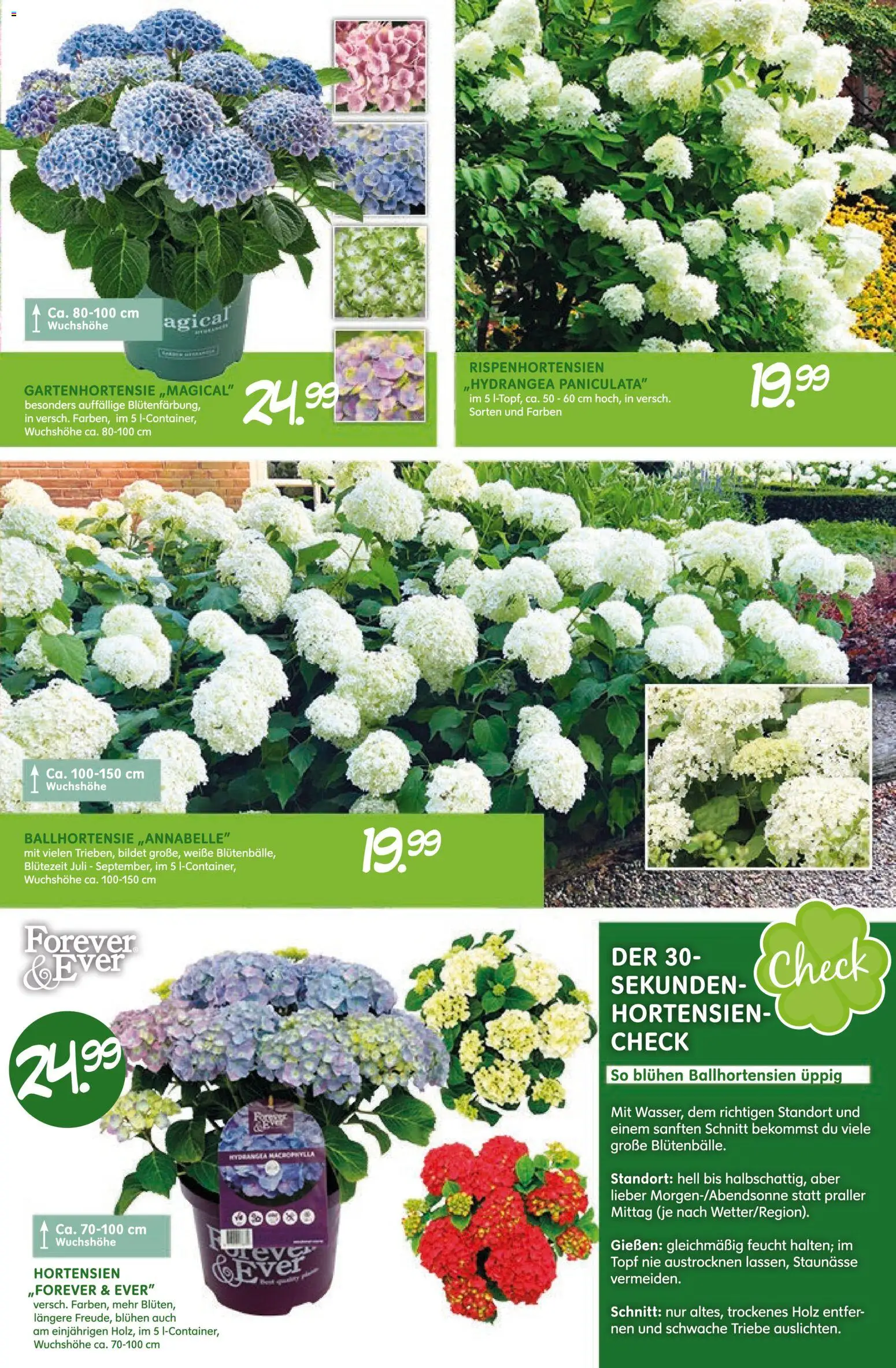 Blumen Risse Blütenglück – gültig ab 28.05.2026 | Seite: 11
