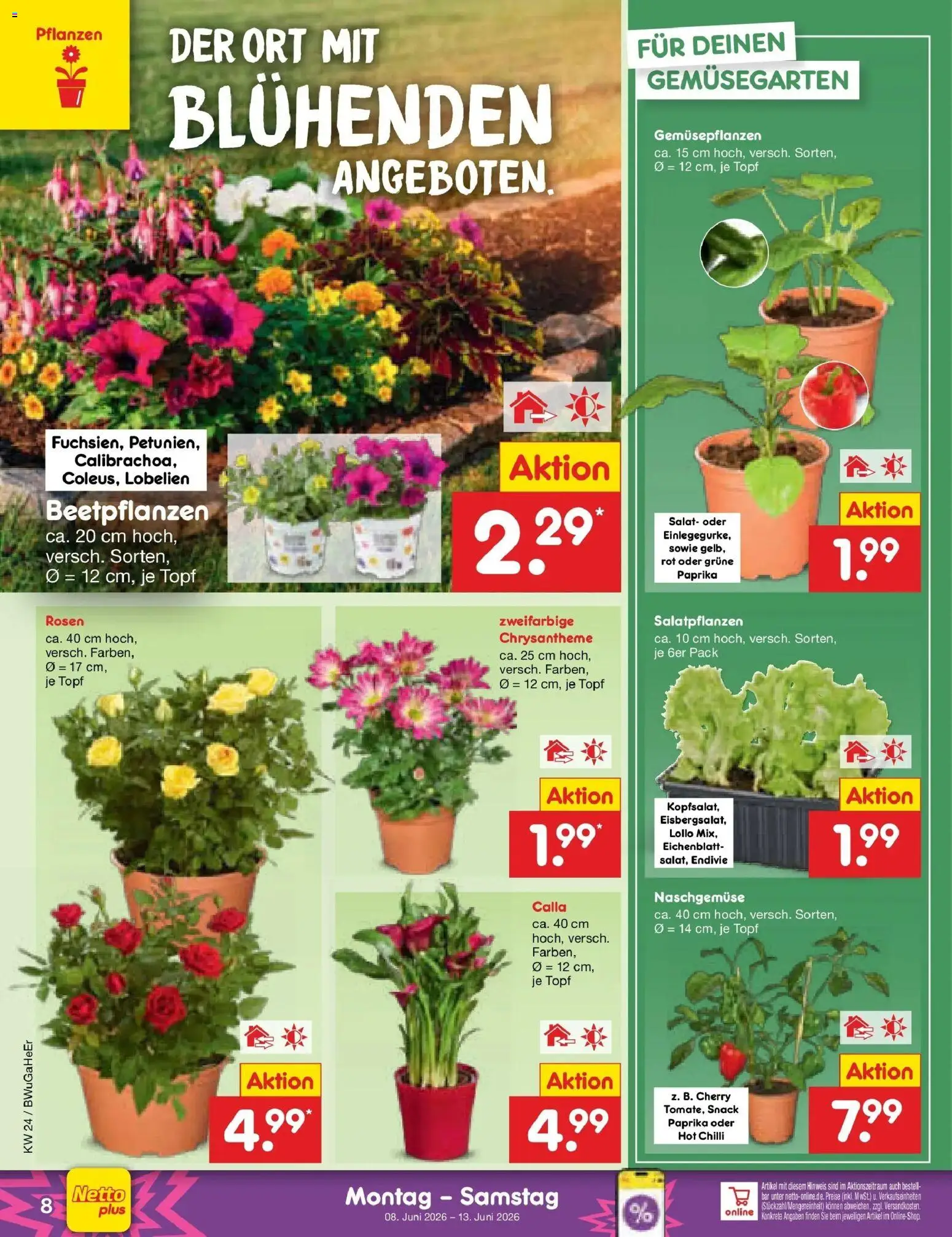 Netto Marken-Discount Prospekt Kröpelin – gültig ab 08.06.2026 | Seite: 12 | Produkte: Paprika, Salat