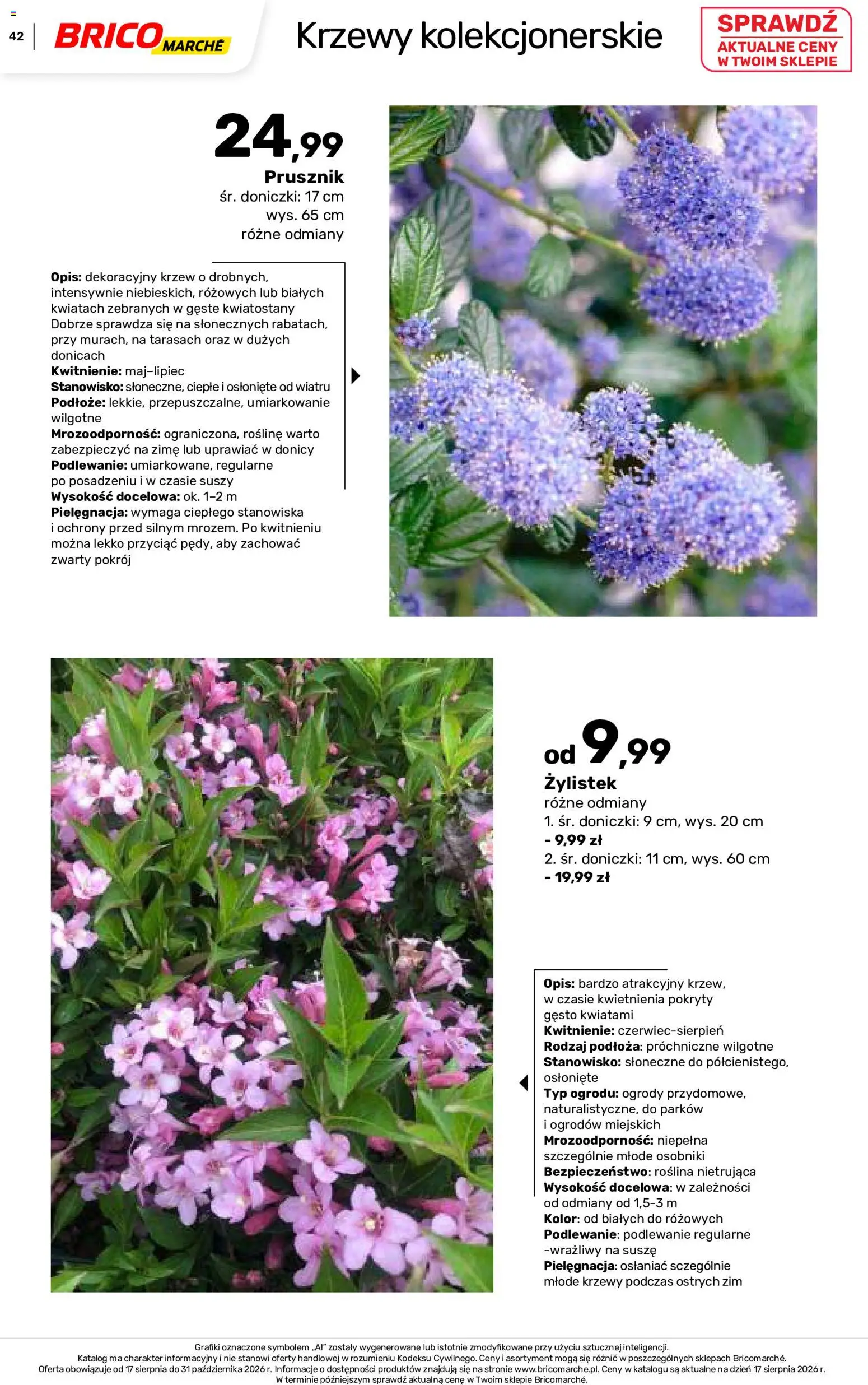 Brico Marché gazetka - Jesienne Inspiracje od 17.08.2026 | Strona: 42 | Produkty: Podłoże, Doniczki
