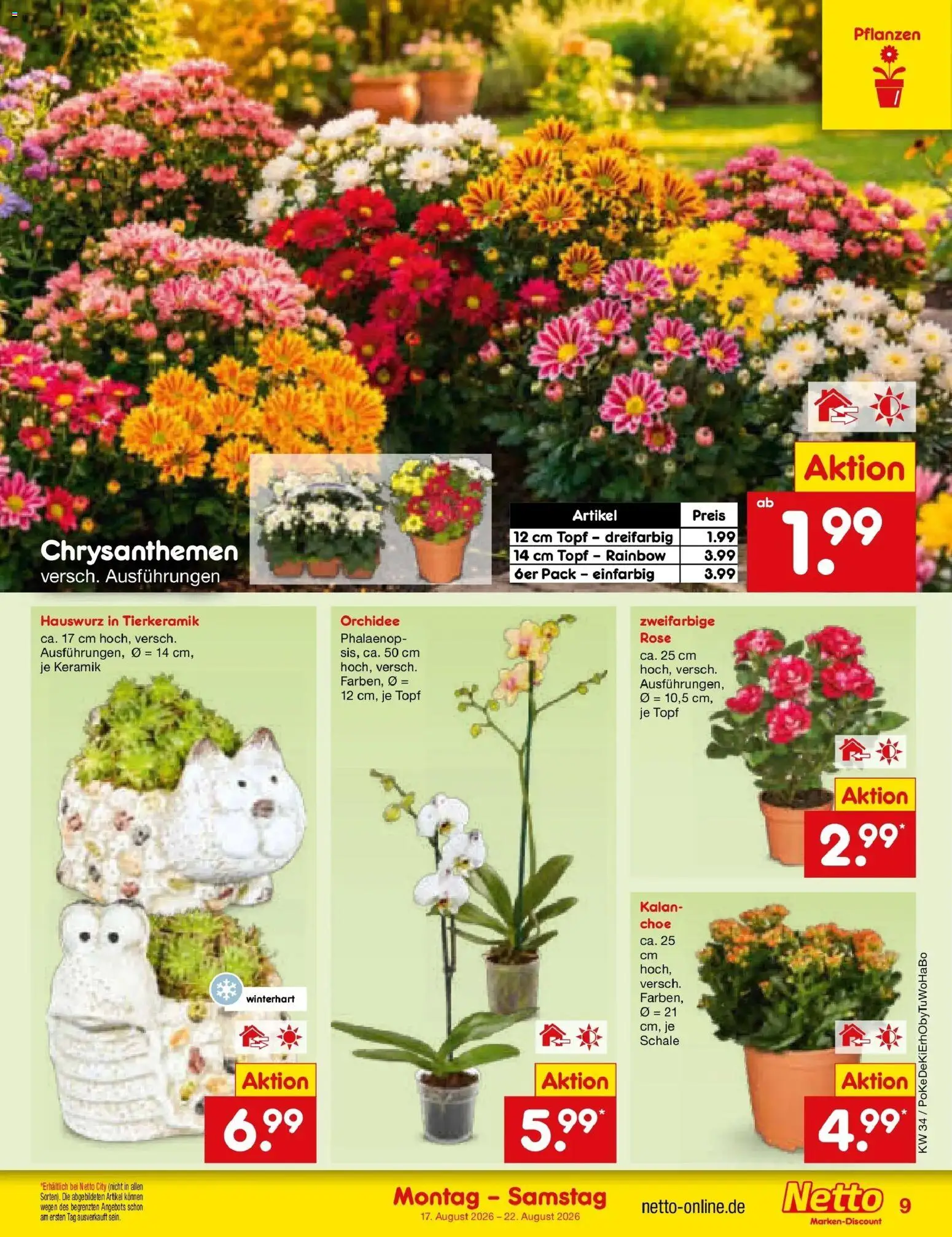 Netto Marken-Discount Prospekt Oberhaid – gültig ab 17.08.2026 | Seite: 11 | Produkte: Orchidee