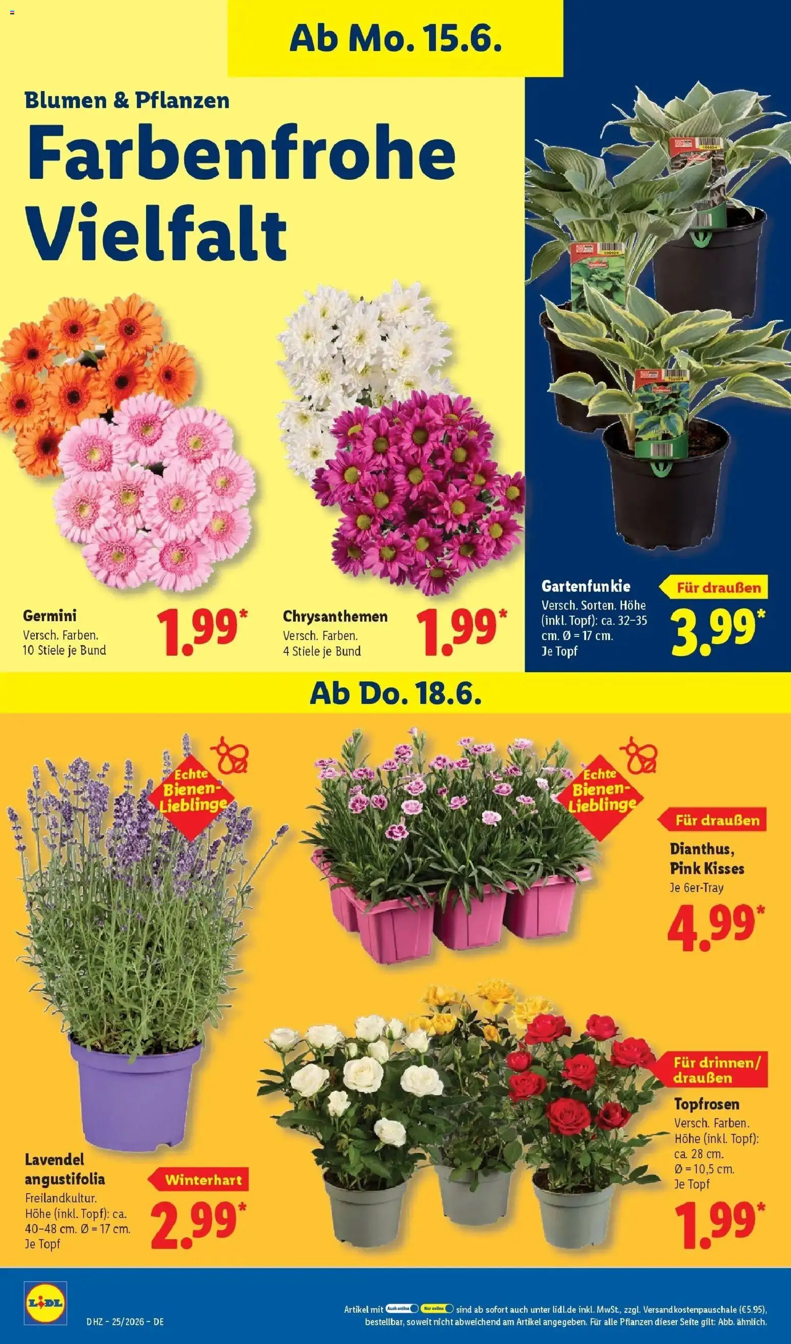 Lidl Prospekt Einbeck – gültig ab 15.06.2026 | Seite: 74 | Produkte: Blumen, Lavendel