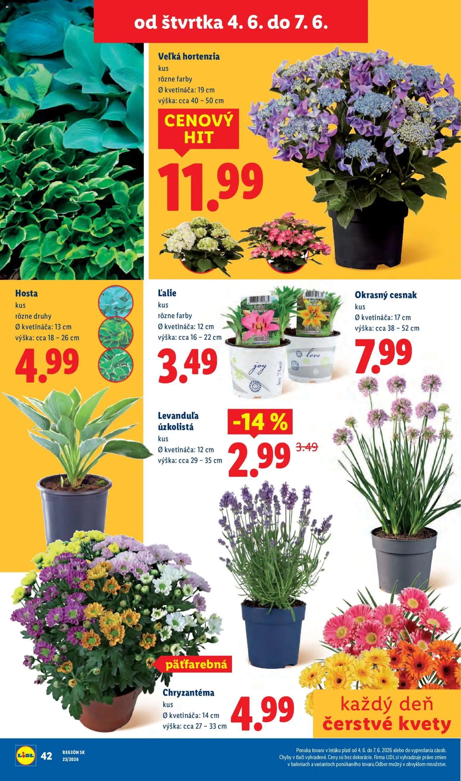 Nové Lidl akcie – leták je platný od 01.06.2026 | Strana: 78 | Produkty: Cesnak, Kvety