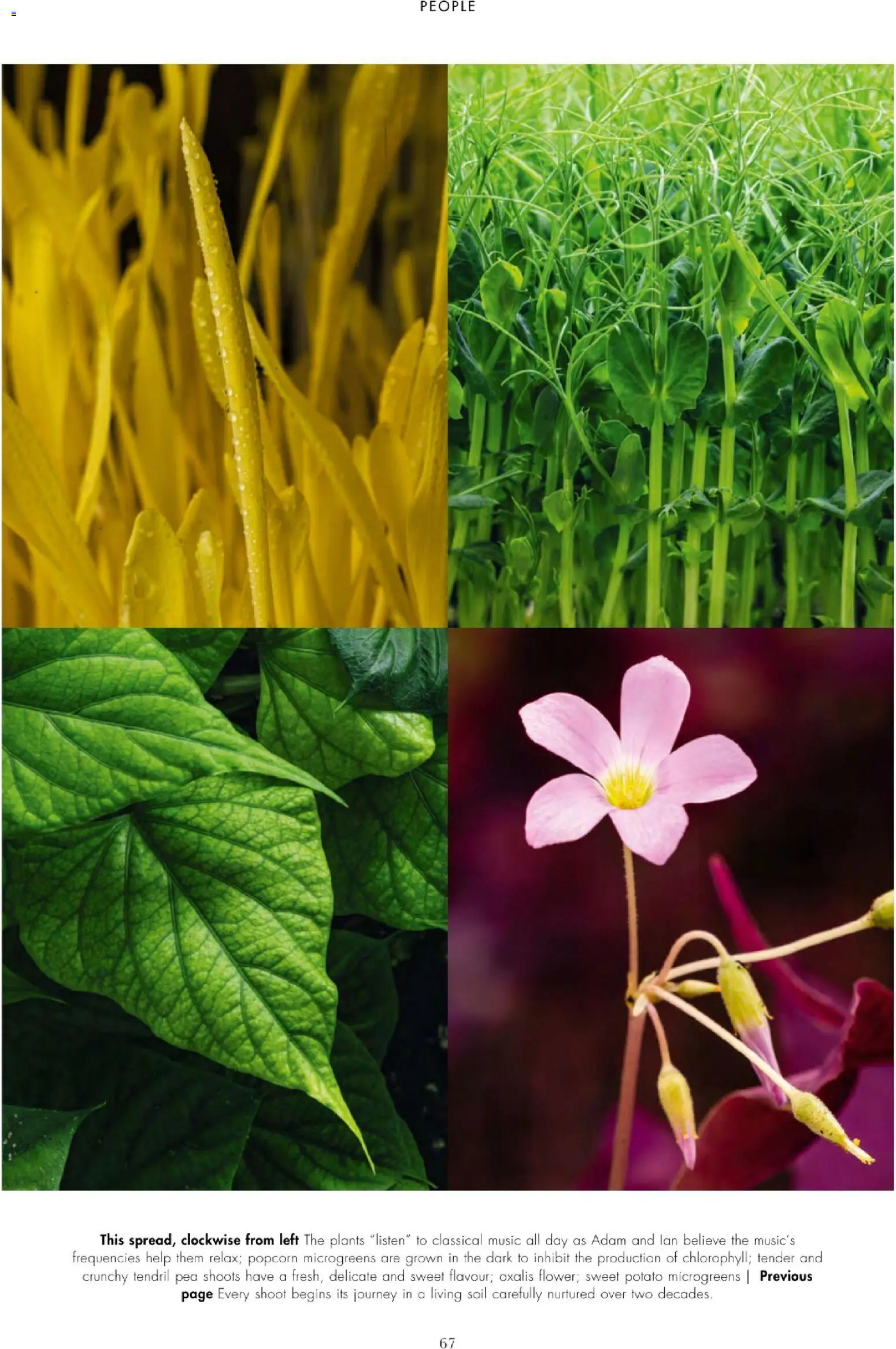 {H1} | Page: 69 | Products: Popcorn, Pea