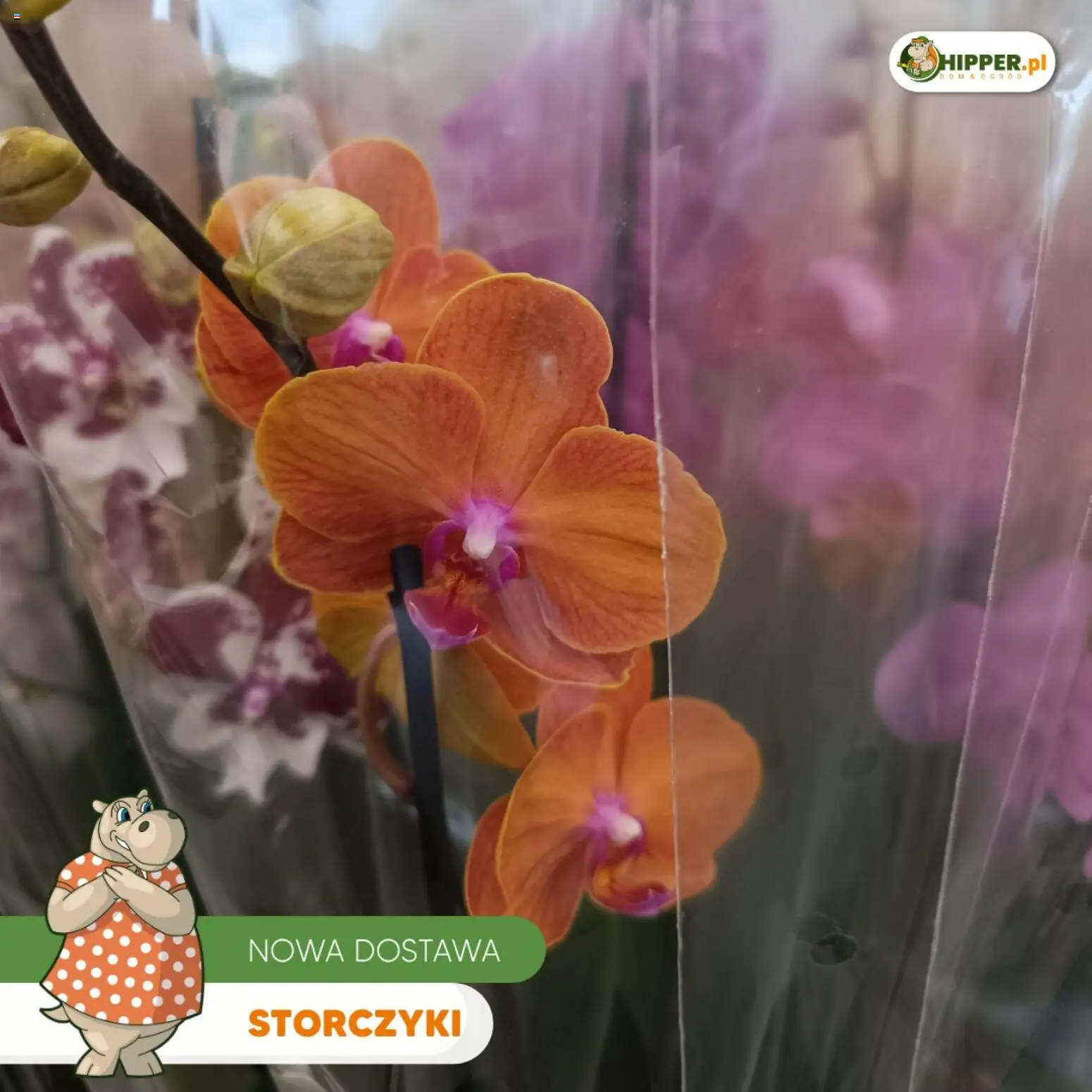 Hipper gazetka od 15.05.2026 | Strona: 8 | Produkty: Storczyki