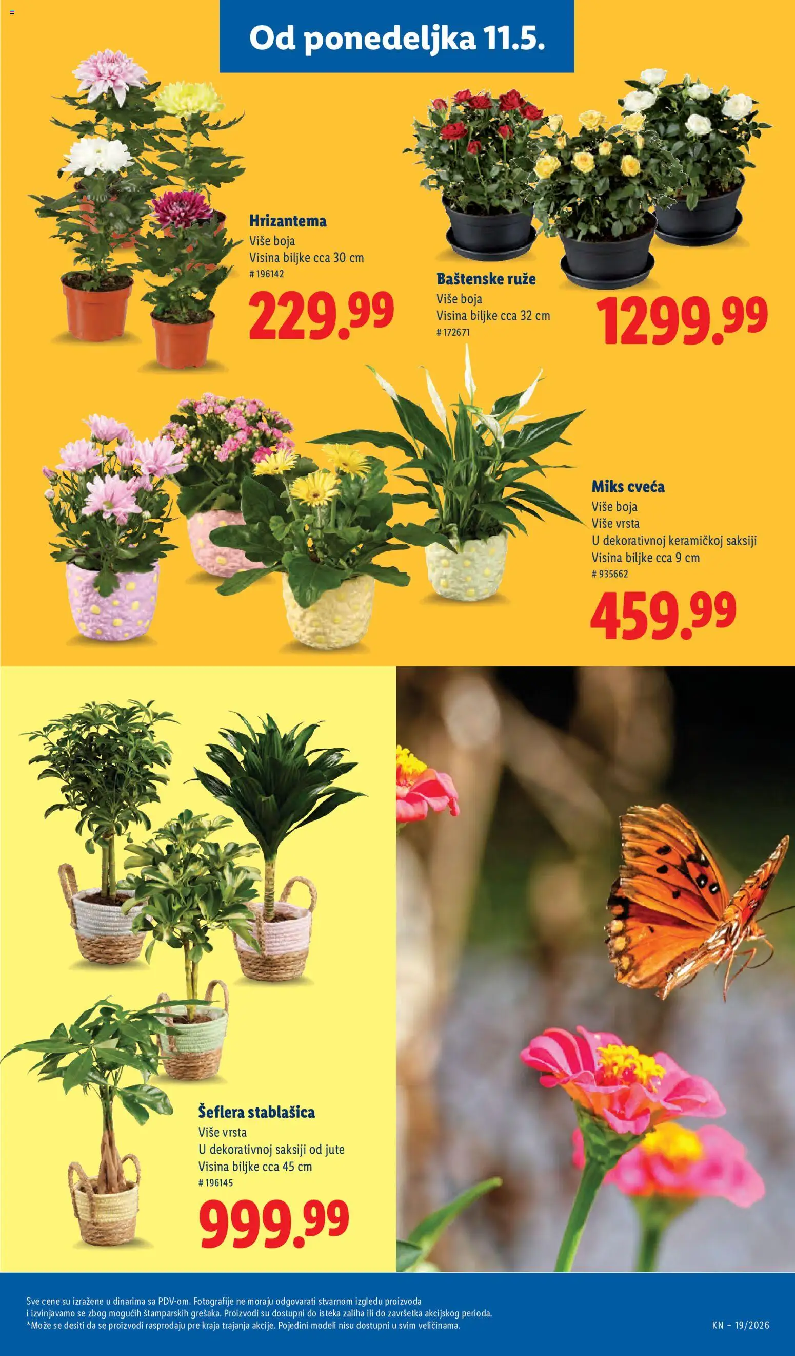 Lidl katalog - važi od 07.05.2026 | Strana: 67 | Proizvode: Hrizantema, Ruze