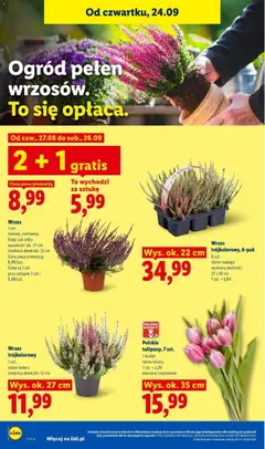 Pogląd oferty "Lidl gazetka" - ważna od 24.09.2026 | Strona: 100 | Produkty: Wrzos, Doniczki, Kwiaty