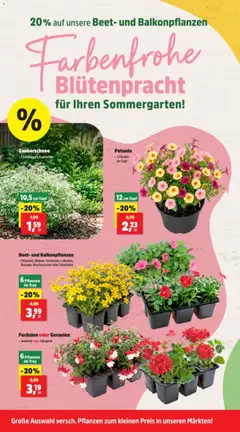 Thomas Philipps Prospekt ab 08.06.2026 gültig | Seite: 6 | Produkte: Geranien