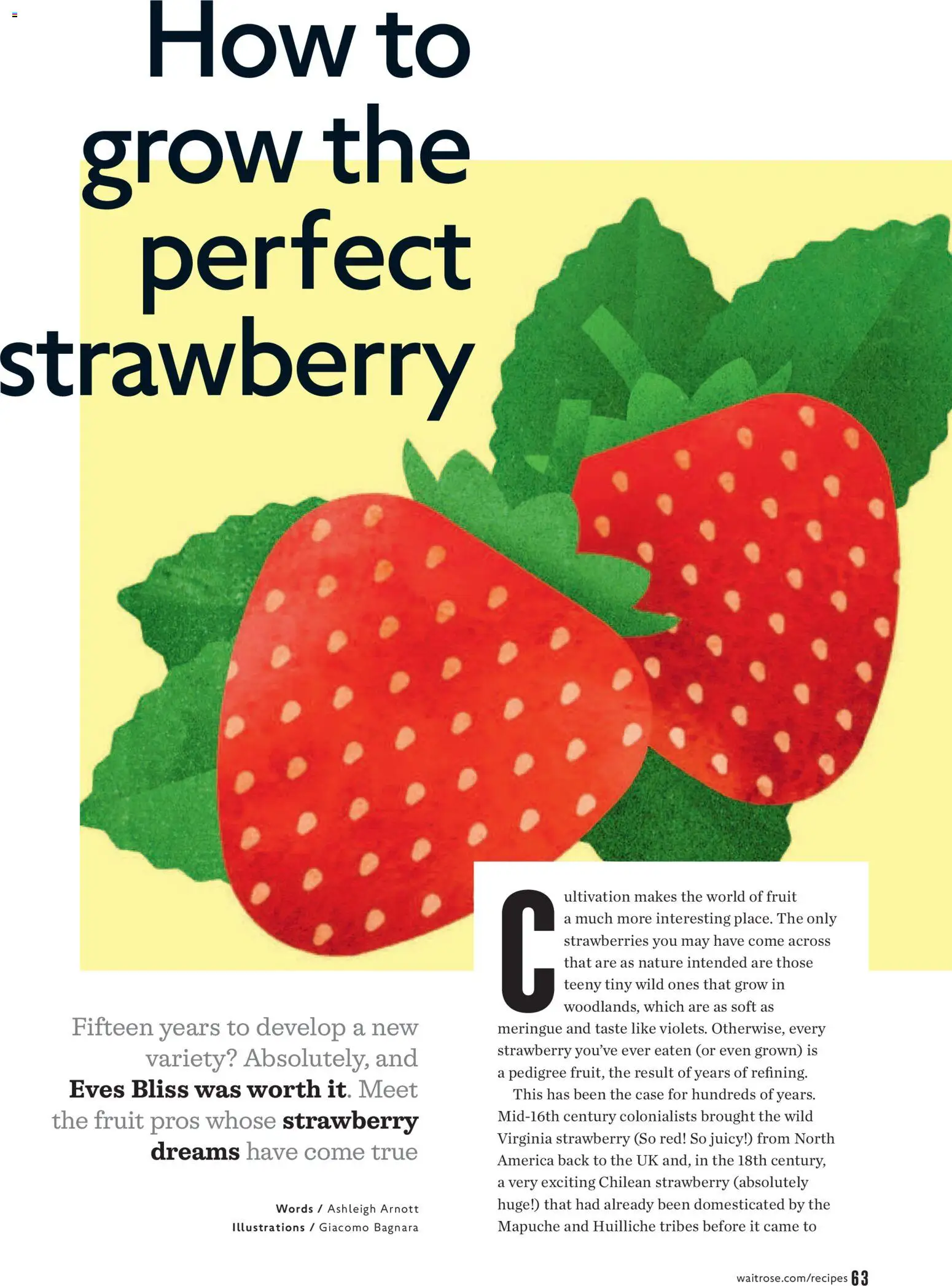 {H1} | Page: 63 | Products: Fruit, Strawberries, Case, Strawberry