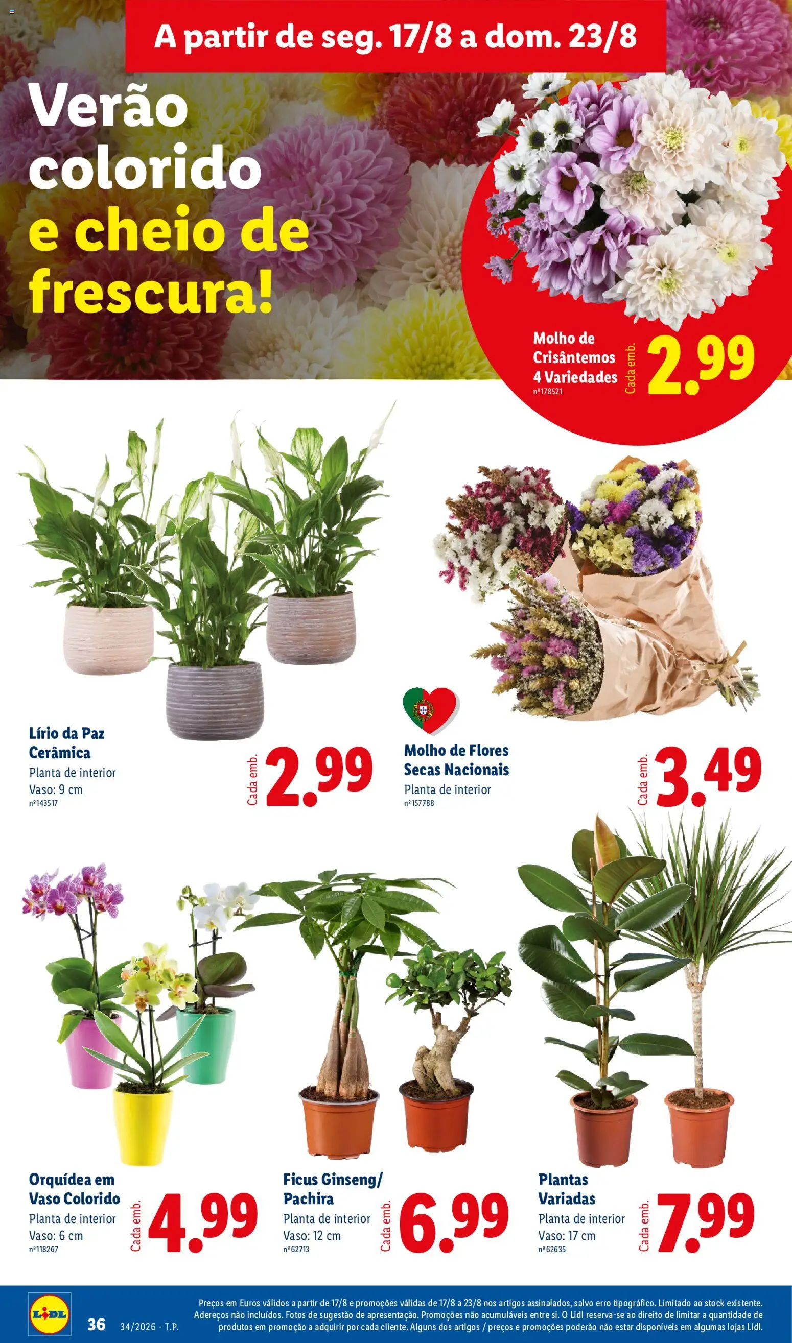 Lidl folheto │ válido de 17/08/2026 | Página: 36 | Produtos: Flores, Orquídea, Vaso