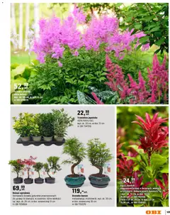 Pogląd oferty "OBI gazetka - Ogród" - ważna od 11.03.2026 | Strona: 101 | Produkty: Drzewko Bonsai